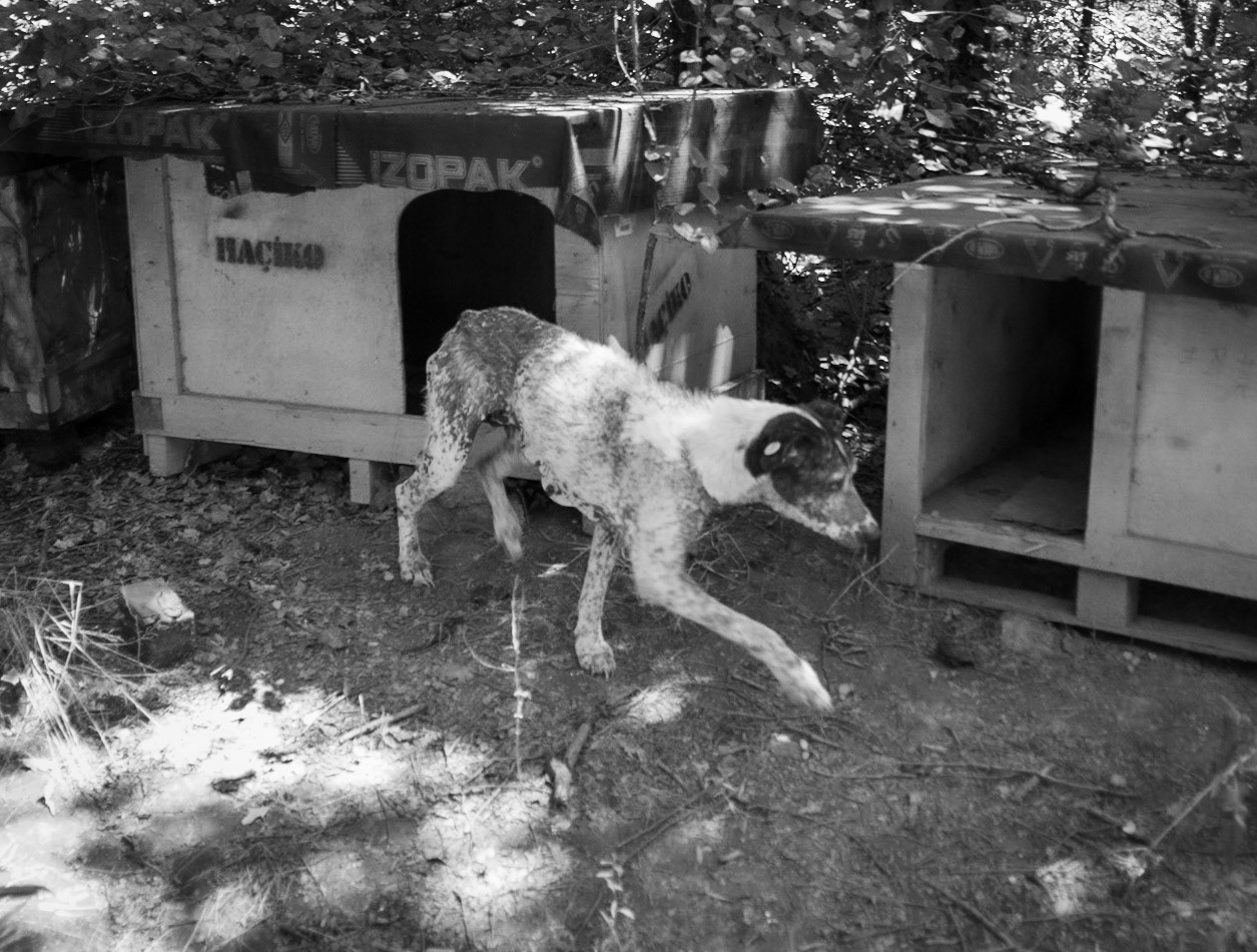 Kanlı forest: mangy dog and kennels
