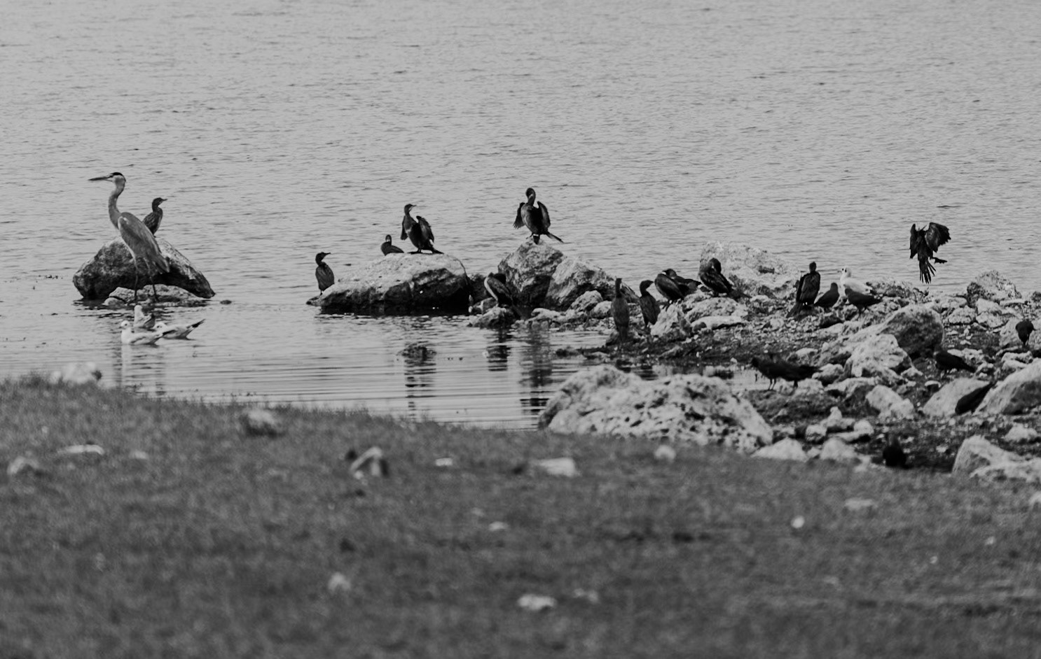 Sazlıdere southeastern reservoir shore:: a heron, gulls and cormorants