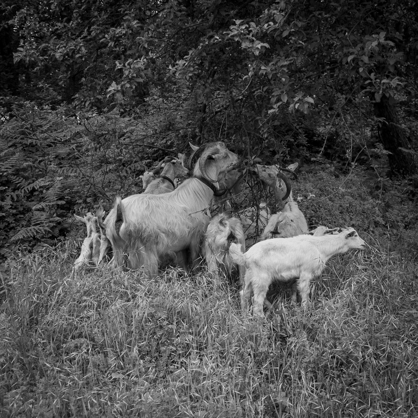 upper Aydos: goats a'feeding
