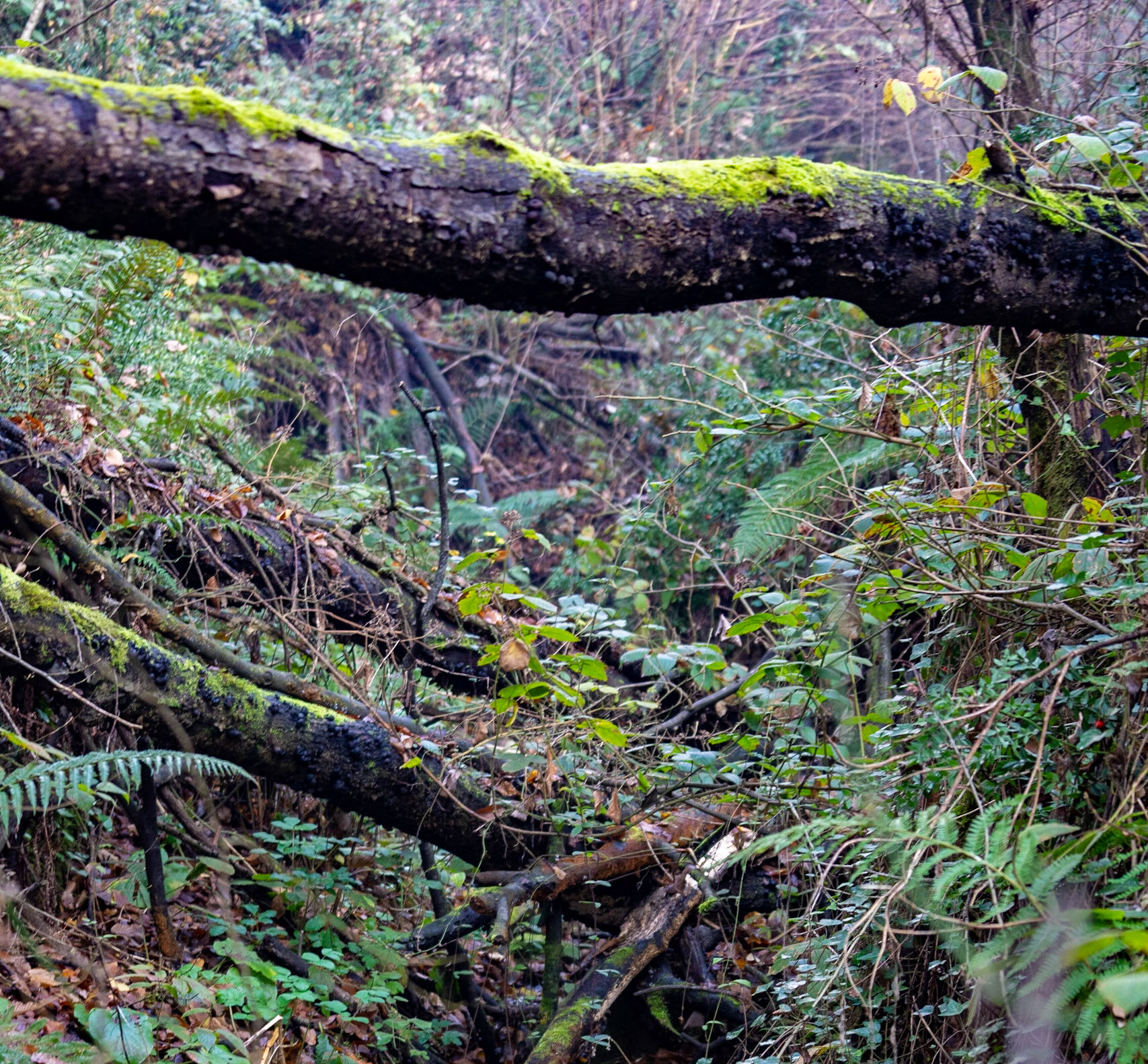 between Kılıçlı and İshaklı: fallen trees