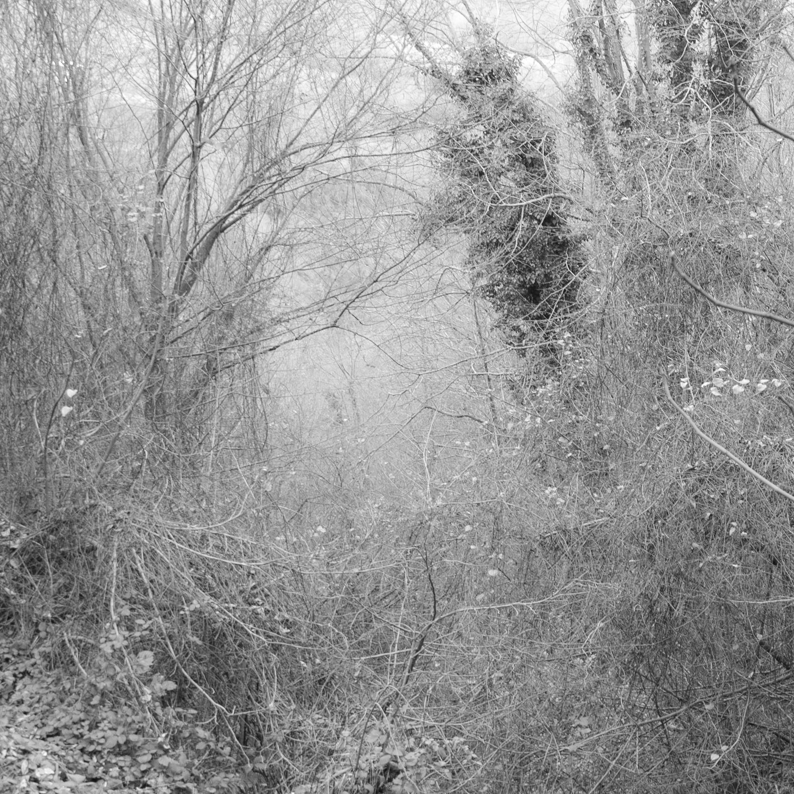 between Mahmut Şevket Paşa &amp; Alibahadır: winter woodland