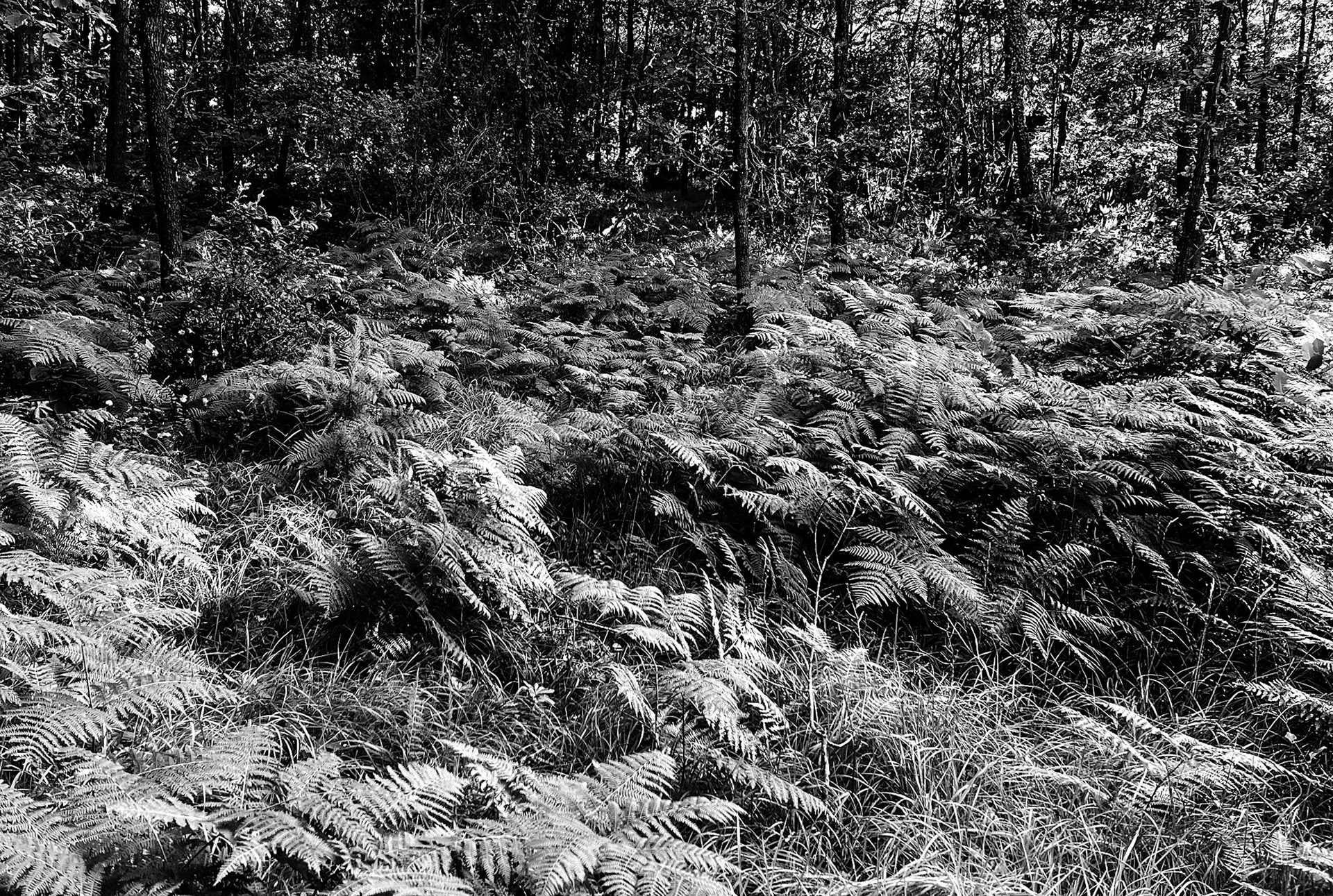 Kozlu valley: bracken