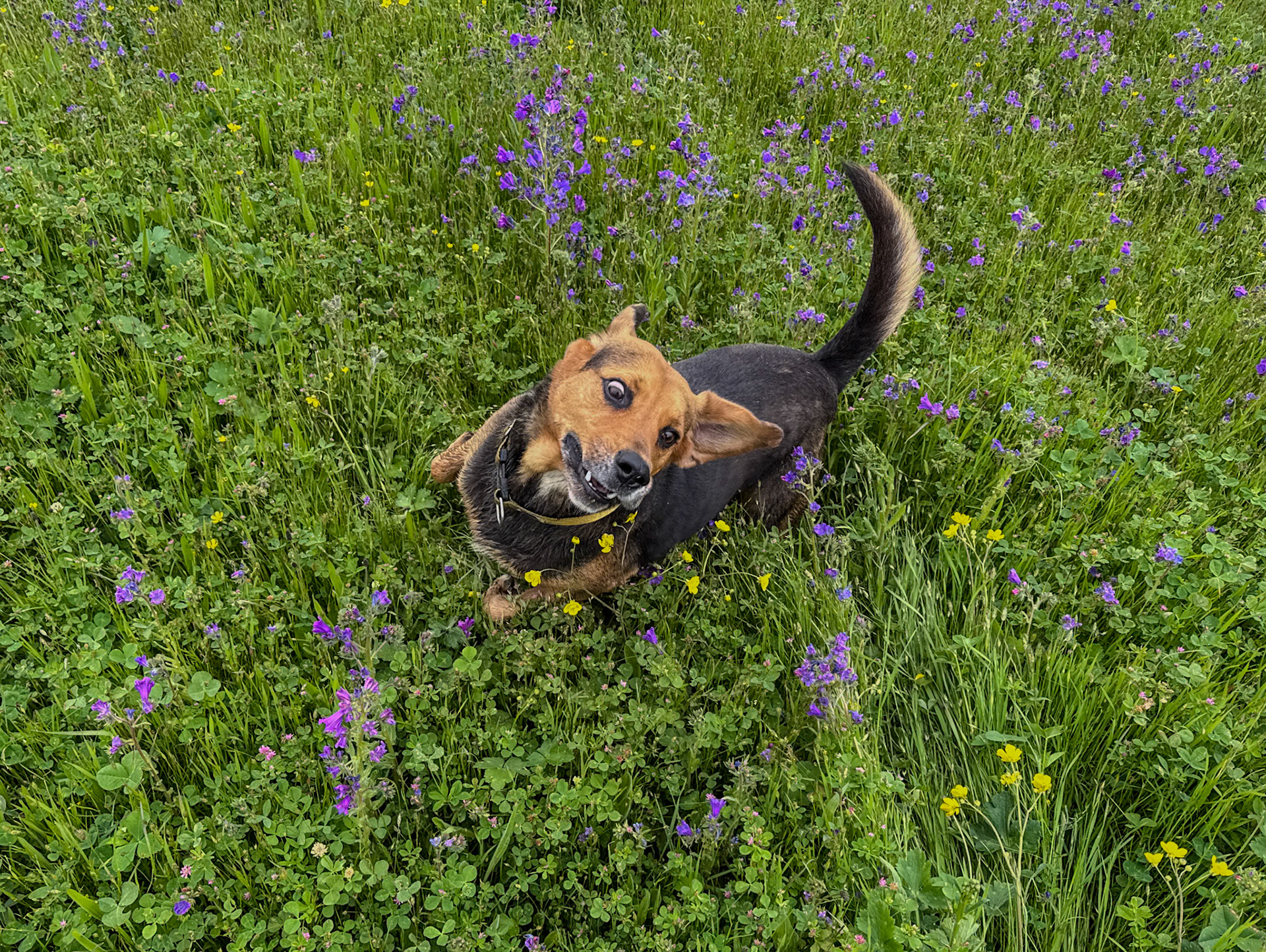 the first Sazlıdere flower meadow: ecstatic daydog