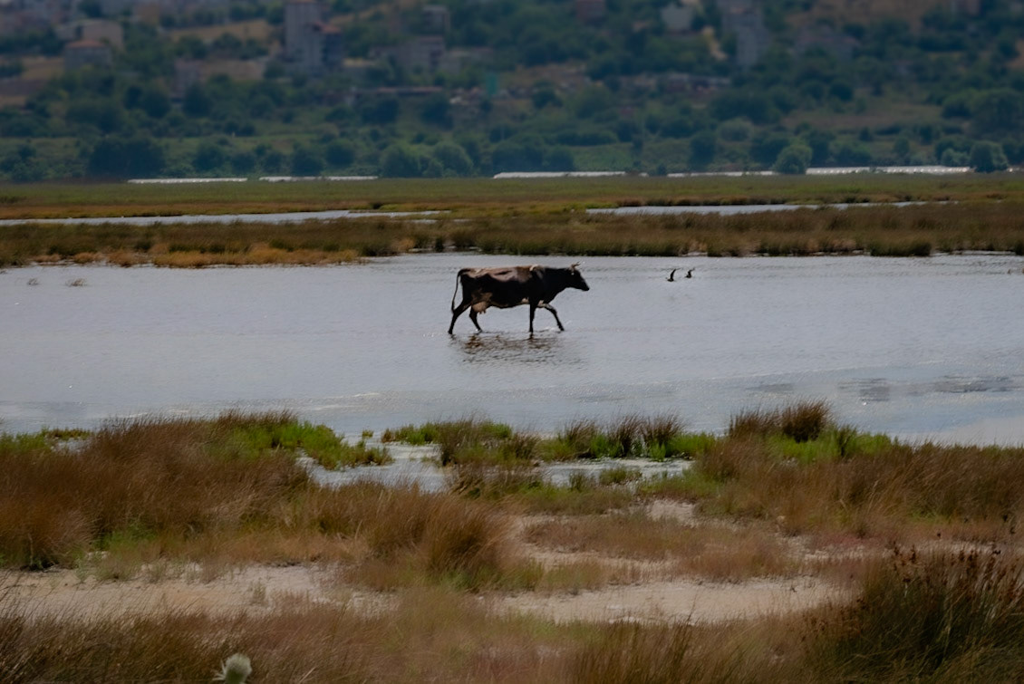 northwestern Küçükçekmece marsh - looking east: a marsh cow and two birds