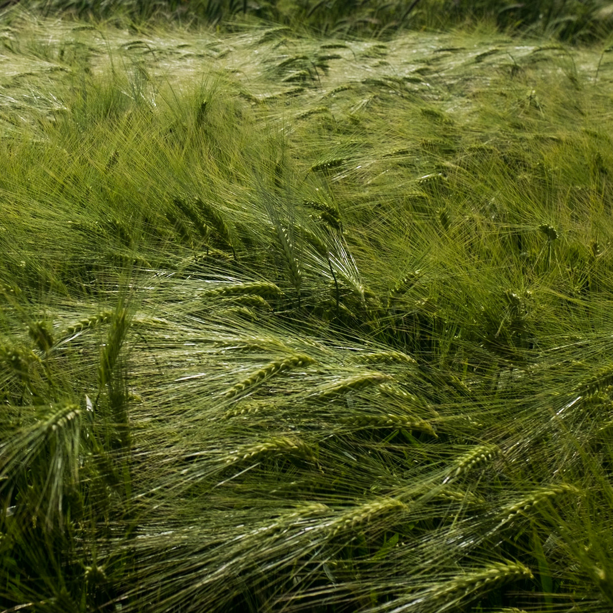 between Baklalı &amp; Dursunköy: walking by and through a wheatfield