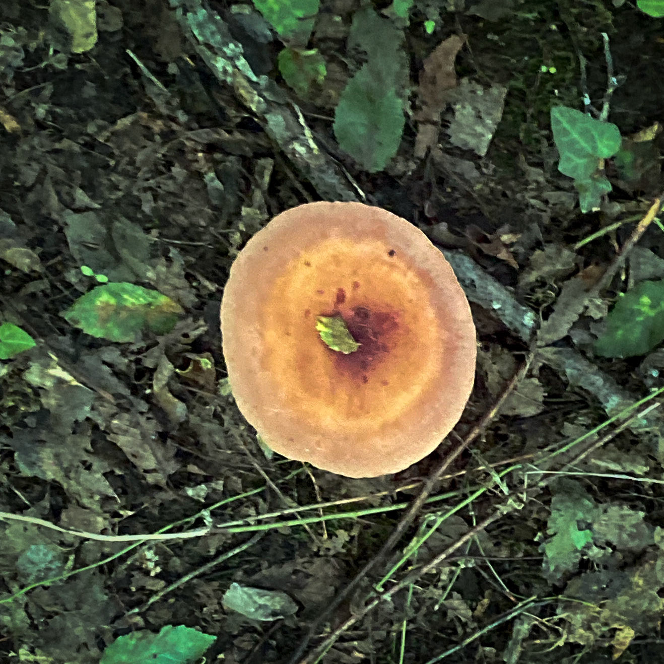 Kanlı forest: brown mushroom