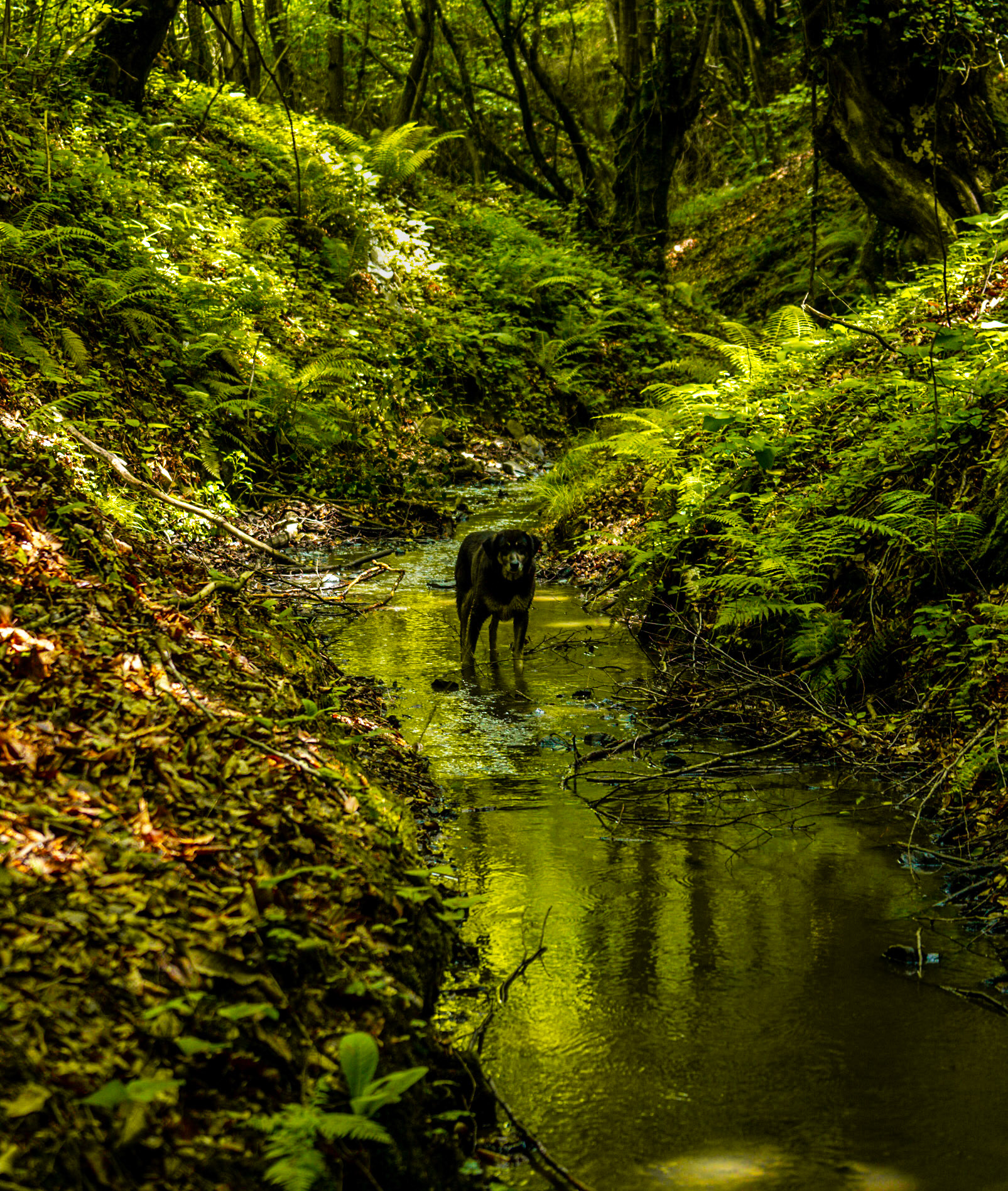 Zerzevatçı streamwalk: stream and daydog