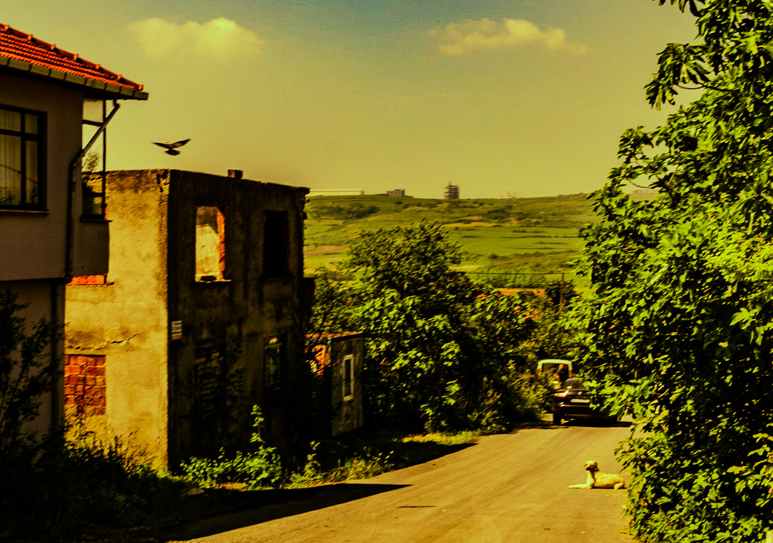 Sazlıbosna: a bird, a ruined house &amp; a dog