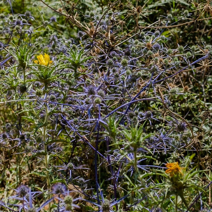 Hacımaşlı hill: purple-stalked field eryngos (sea-holly) and yellow flowers of wooly distaff thistles