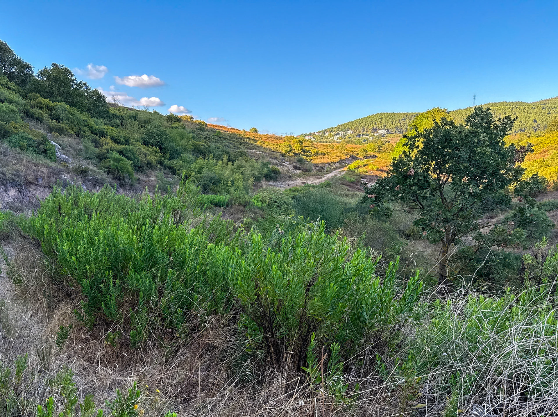 Nişantepe valley and heath: view looking north