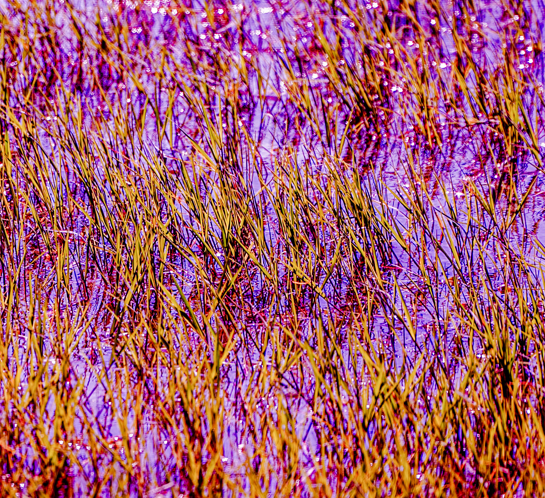 heading south from Şamlar: water grass (false colour)