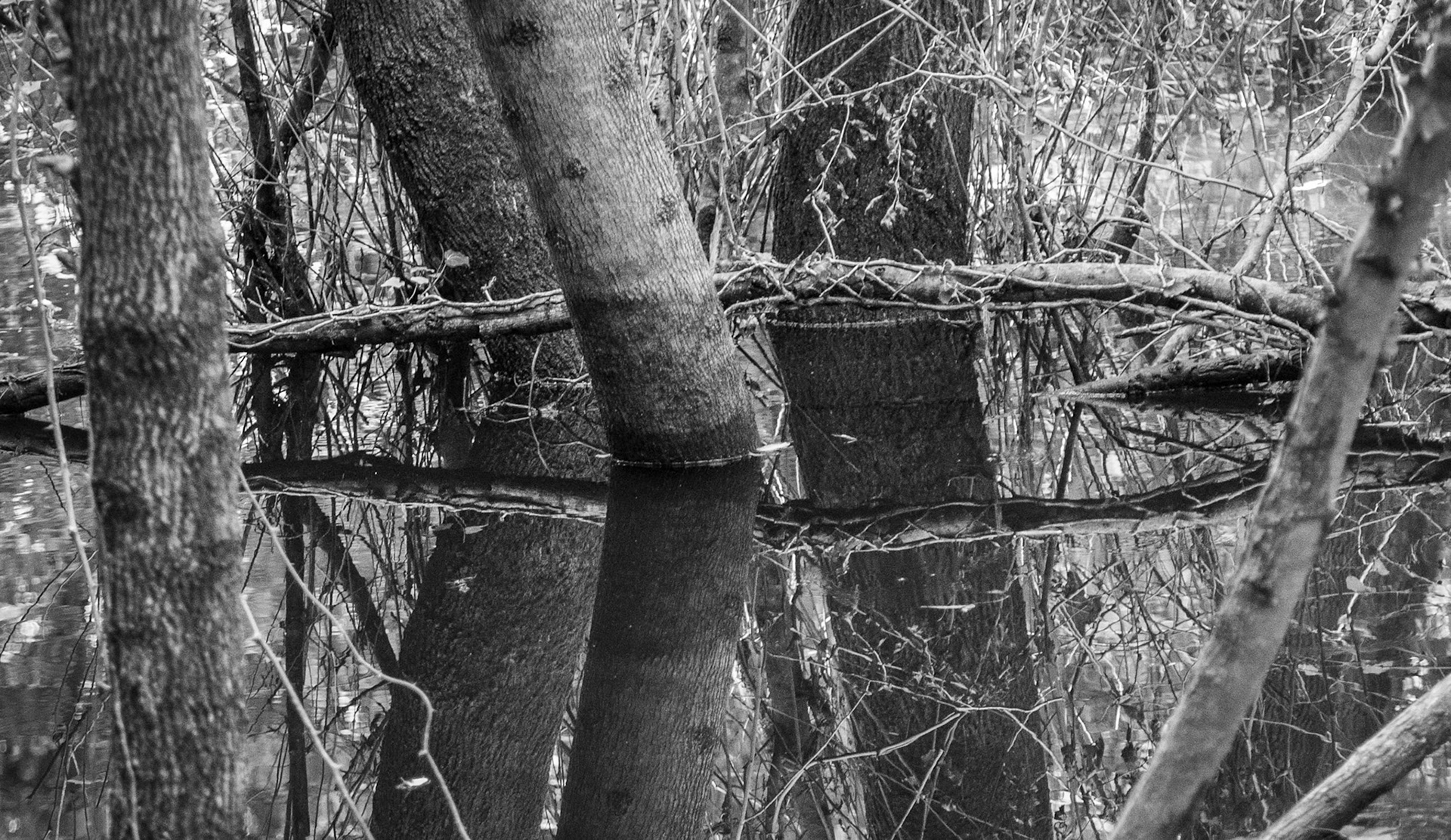 İmrahor swamp: trees &amp; reflections