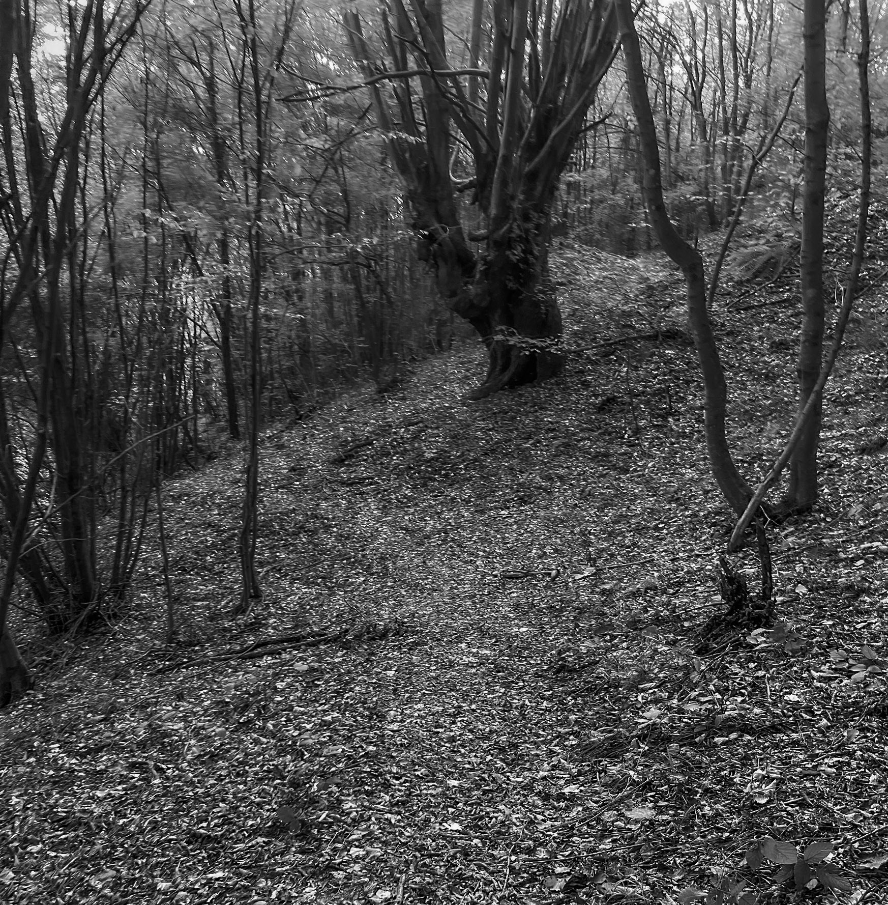 Kozlu valley: old tree