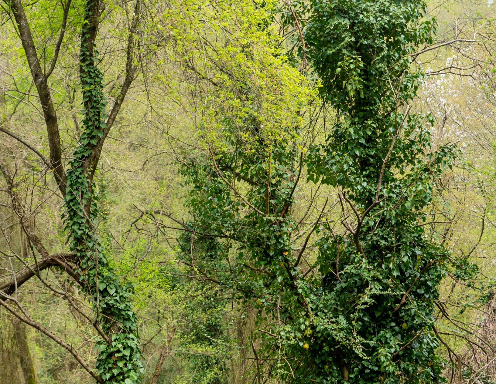 between Alemdaǧ and Reşadiye: ivy-covered trees