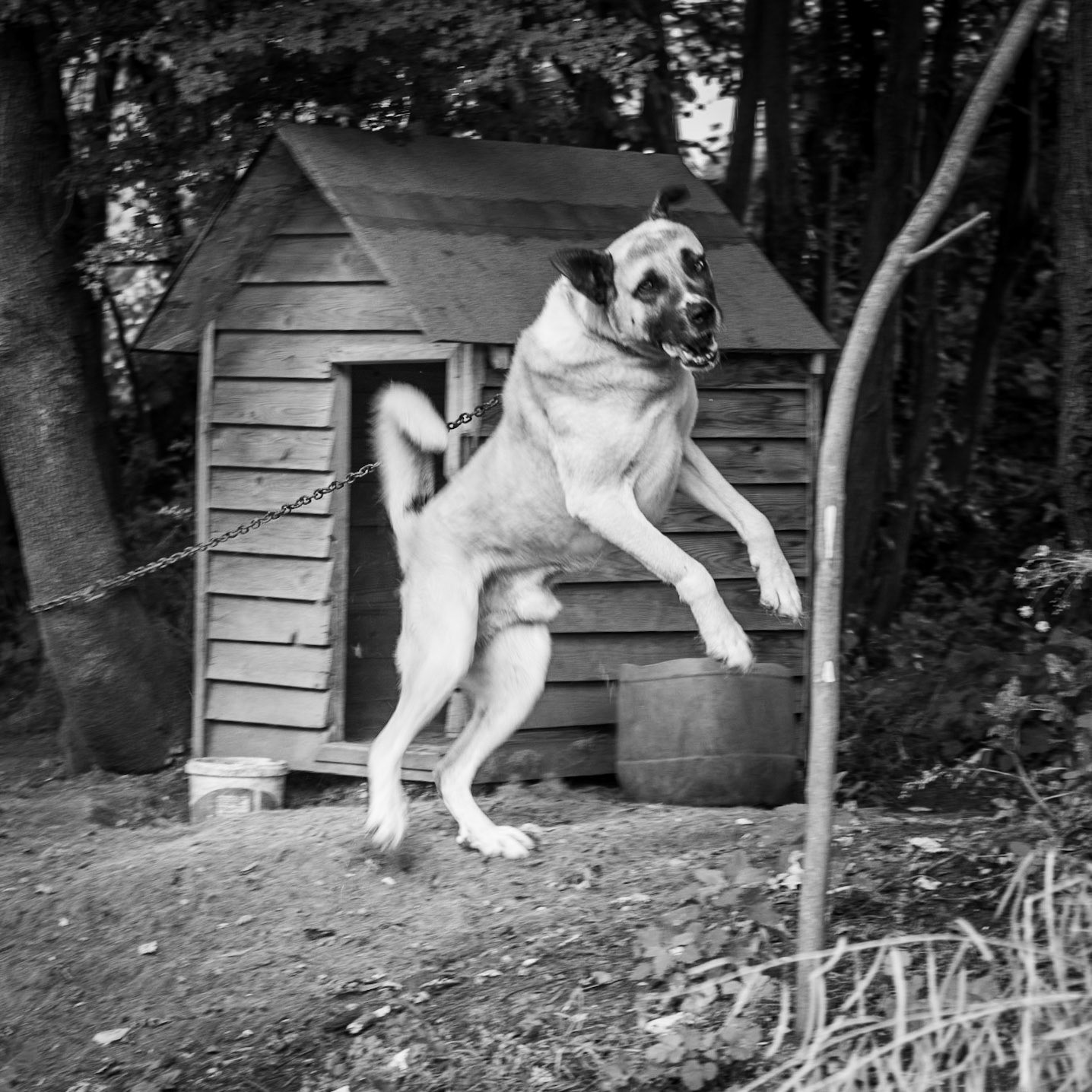 Alibahadır: angry chained-up guard-dog