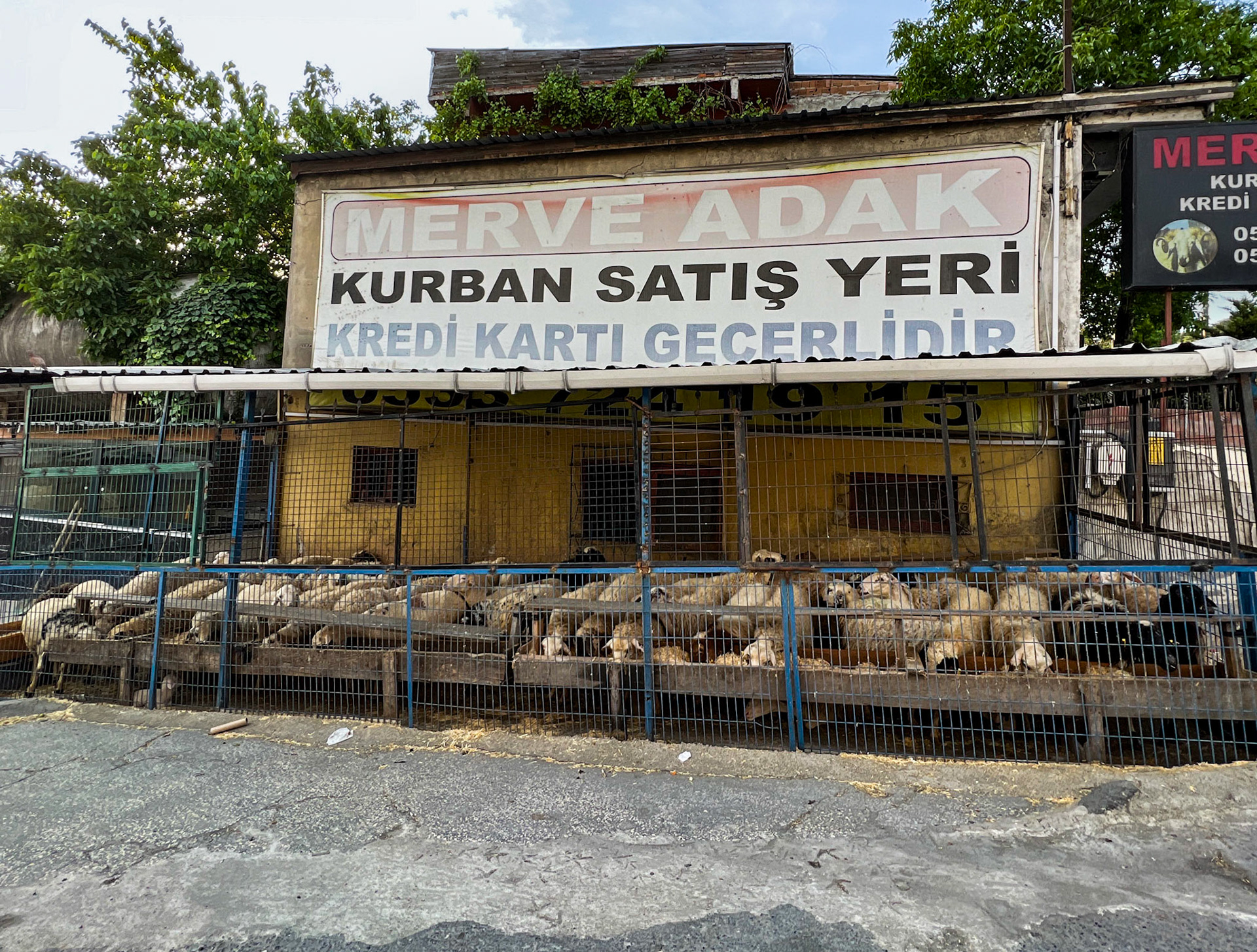 Altınşehir: sheep for the slaughter