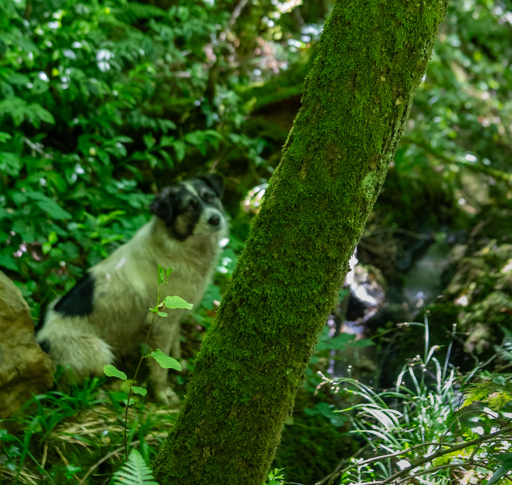 Kılıçlı southeastern stream walk: Bonnie and a mossy tree