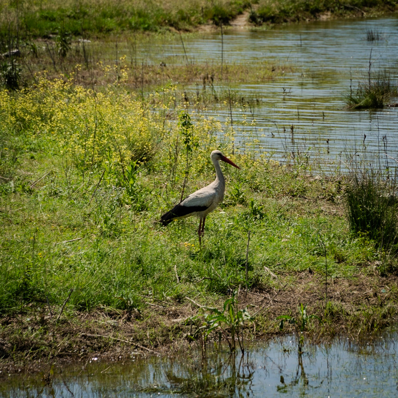 Sazlıdere reservoir: a stork an instant before flight