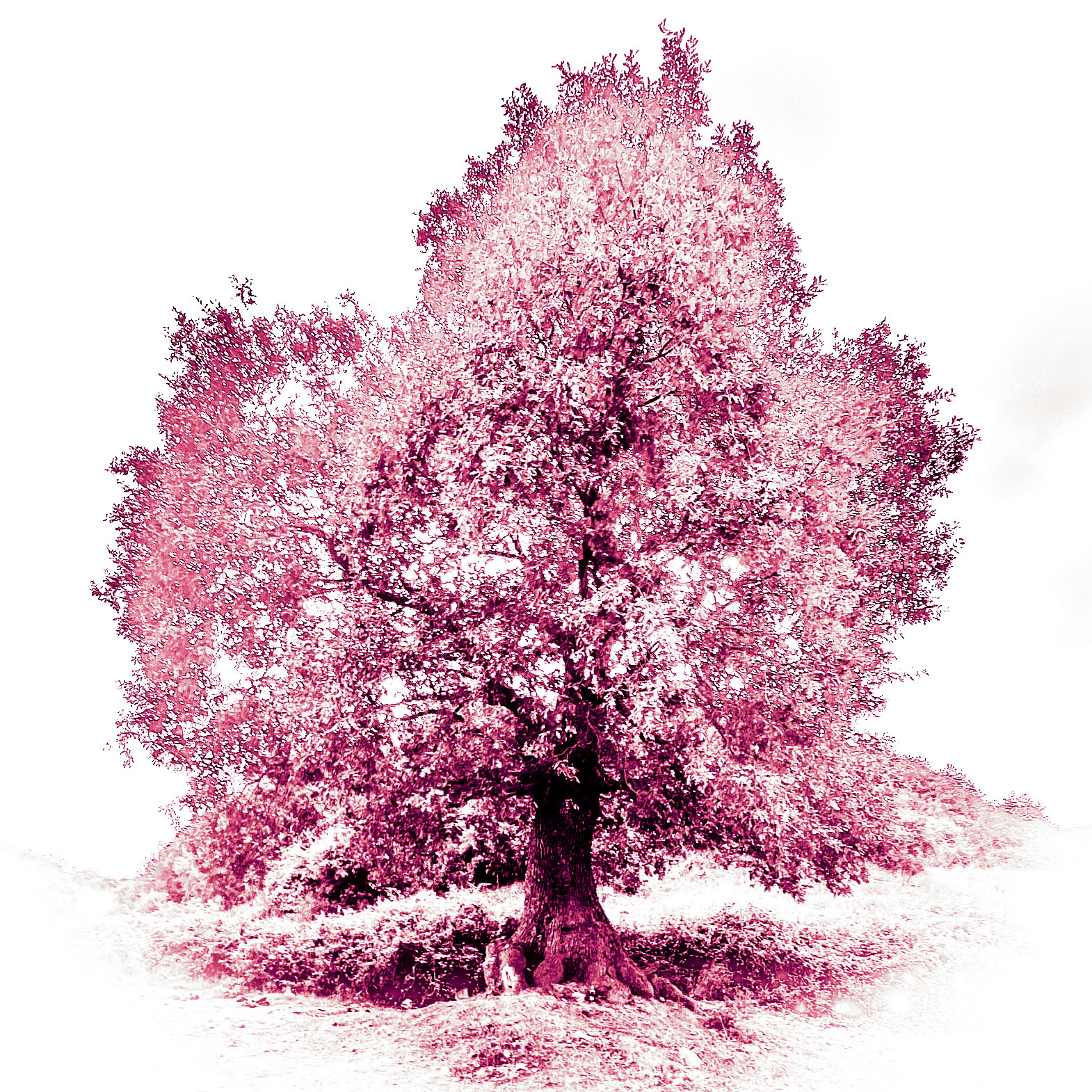 Cebeci cave: nearby tree