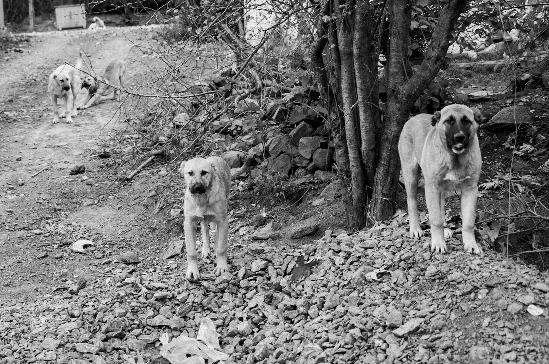 Paşaköy: village dogs