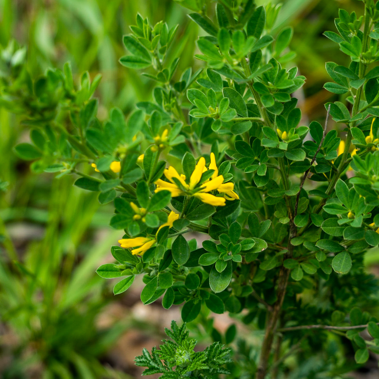 Paşamandıra woodland: shrub in yellow flower
