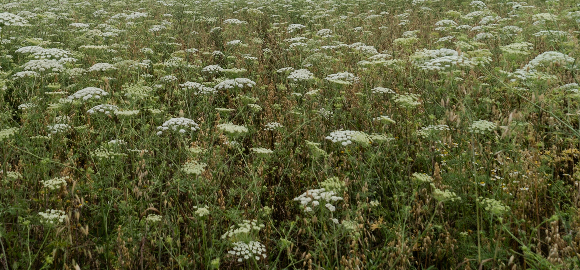 between Terkos reservoir and Terkos: cow parsley in flower