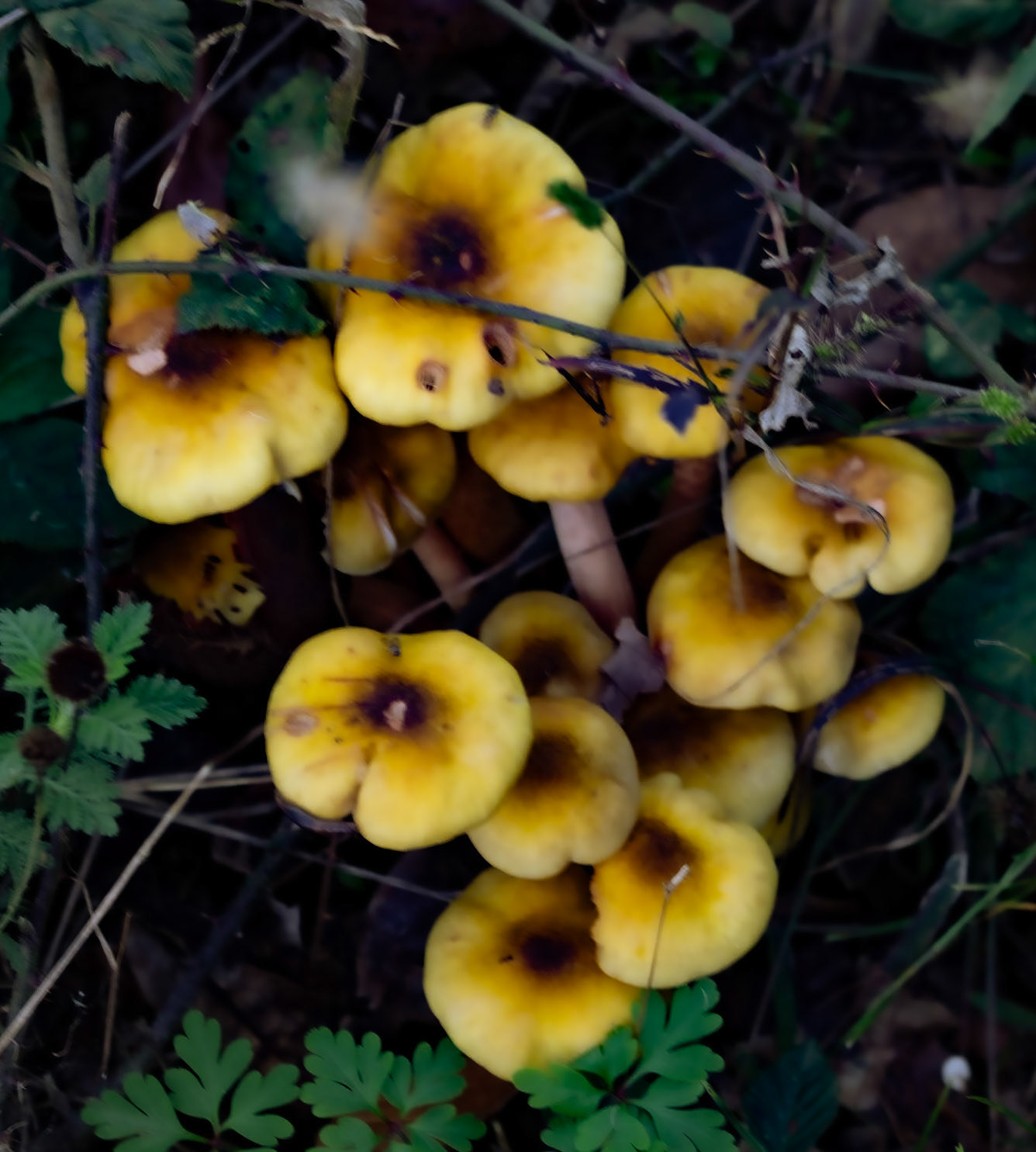 Mahmut Şevket Paşa SW hill: yellow fungi