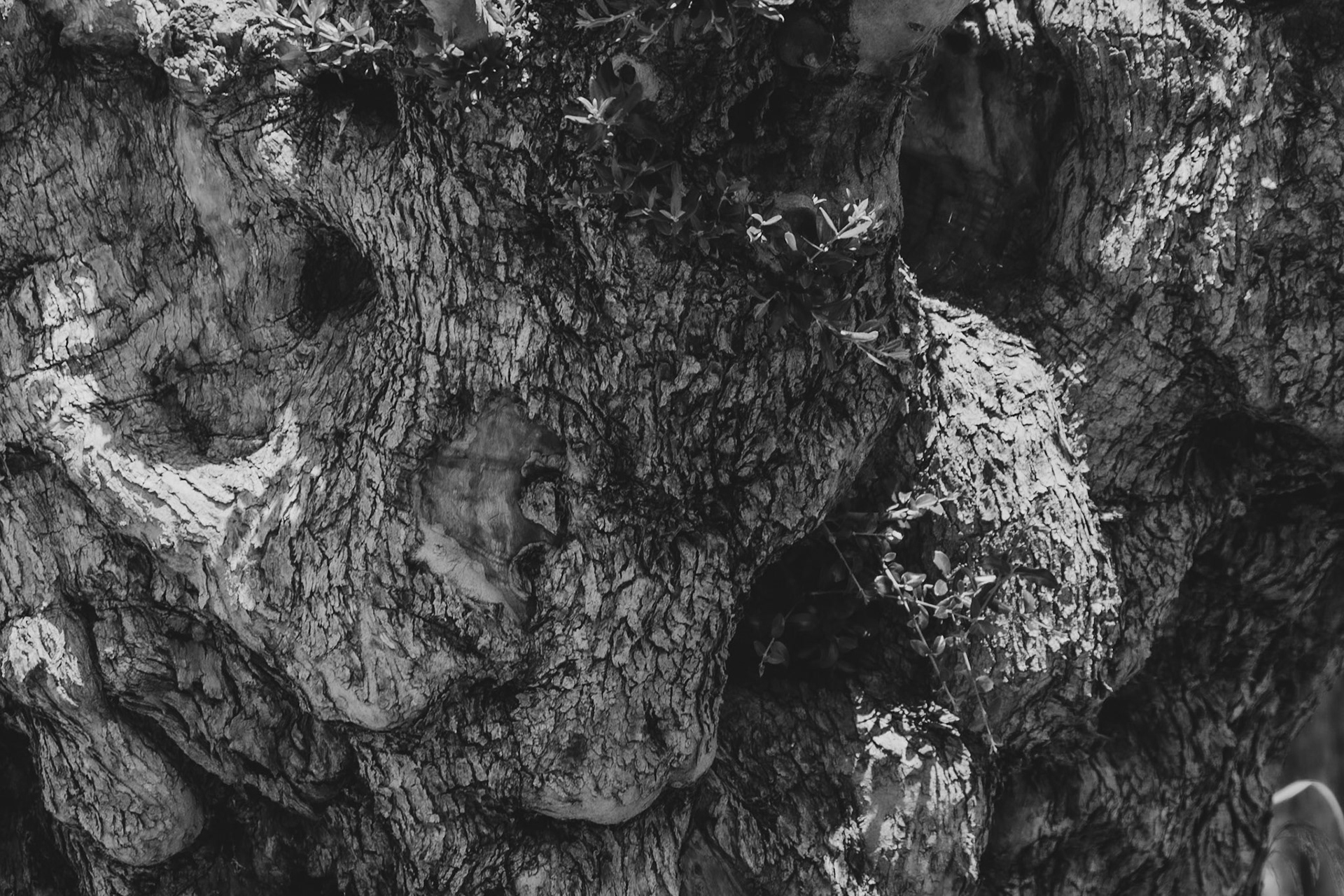 Kapaklı Tepesi: old olive tree