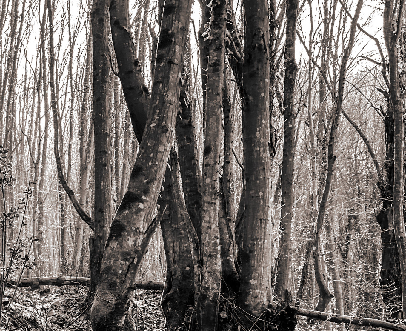 between Cumhuriyet and Polonezköy: winter forest