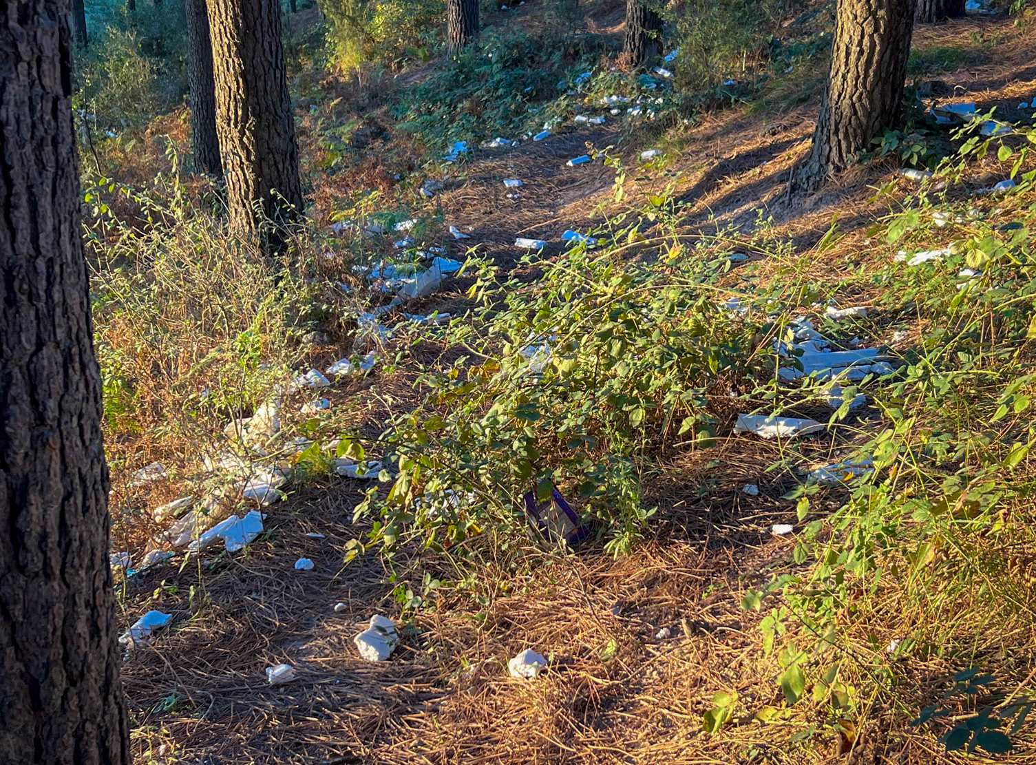 Mecidiye wood: litter