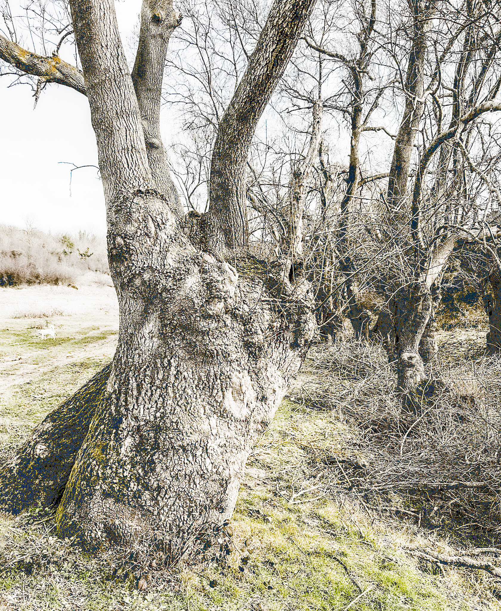 between Yom crest and Riva abandoned military installations: venerable trees