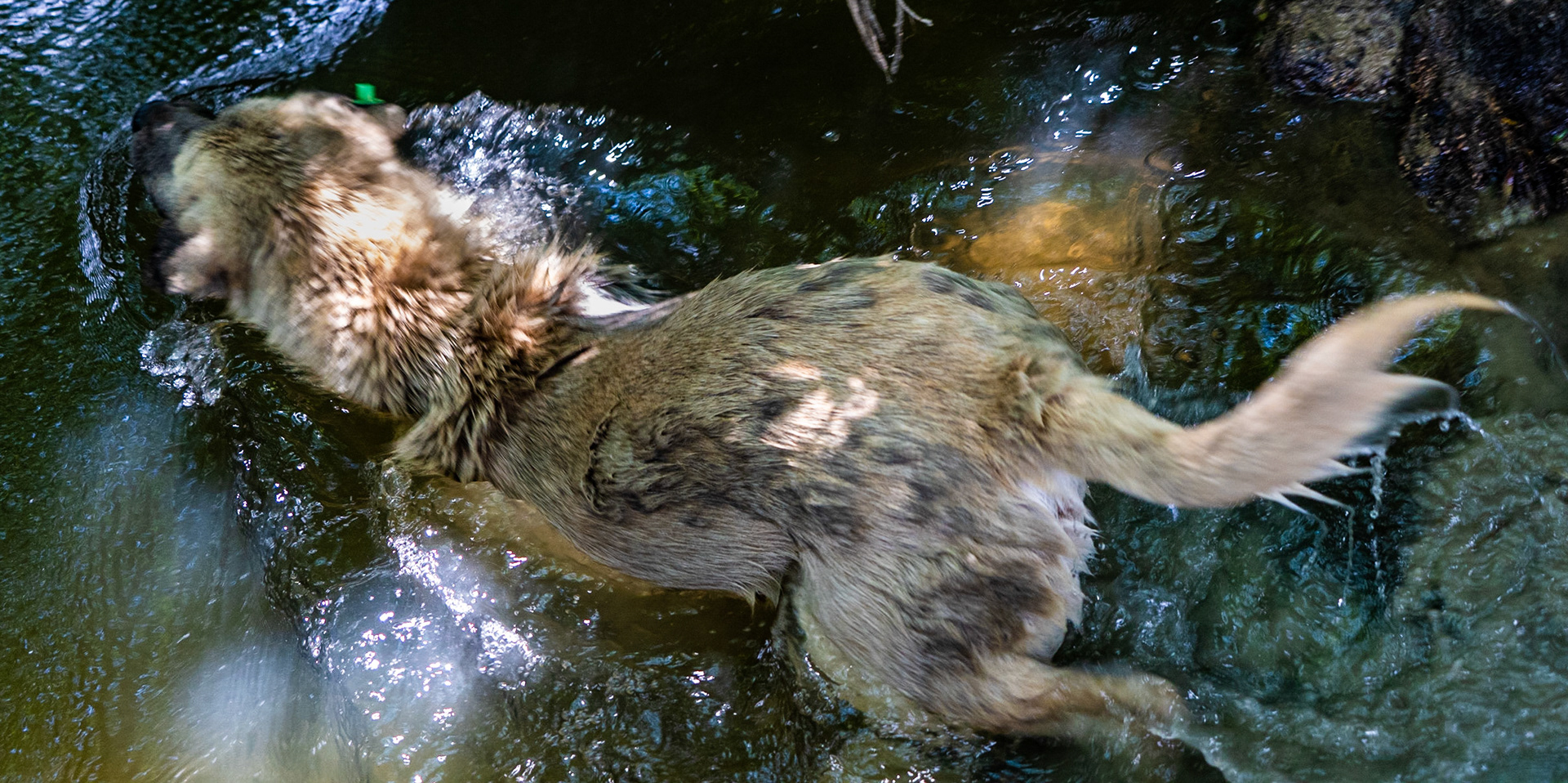 Sazlıdere southern flower meadow: Scraggle the aquaphile