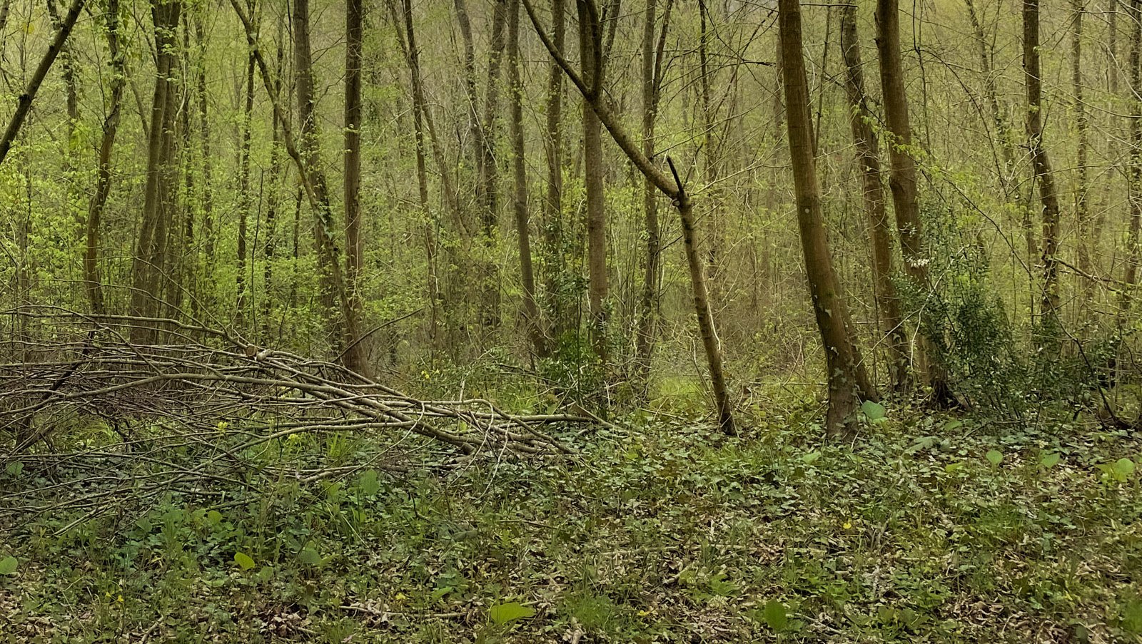 Paşamandıra woodland: spring trees