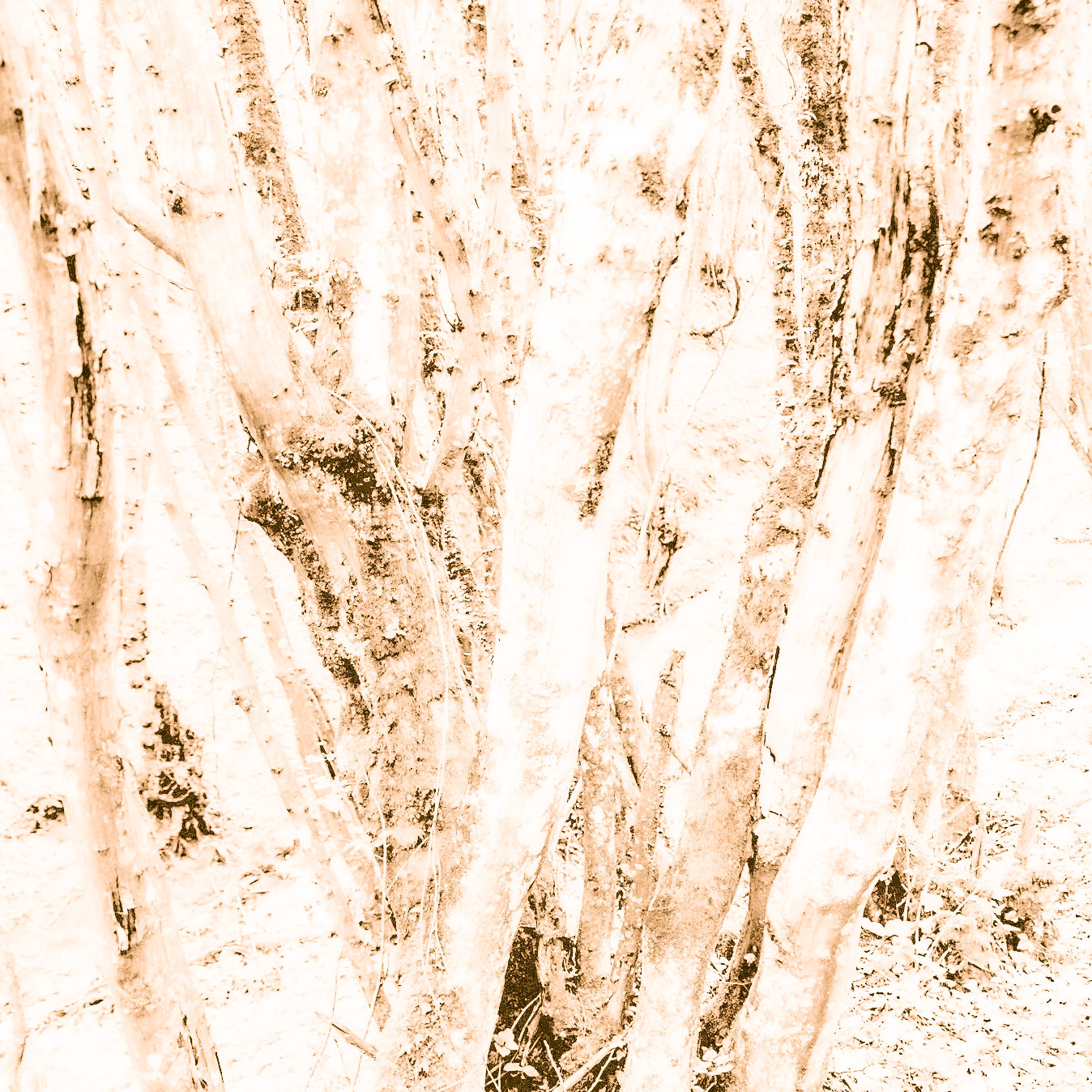 Polonezköy northern forest: venerable tree