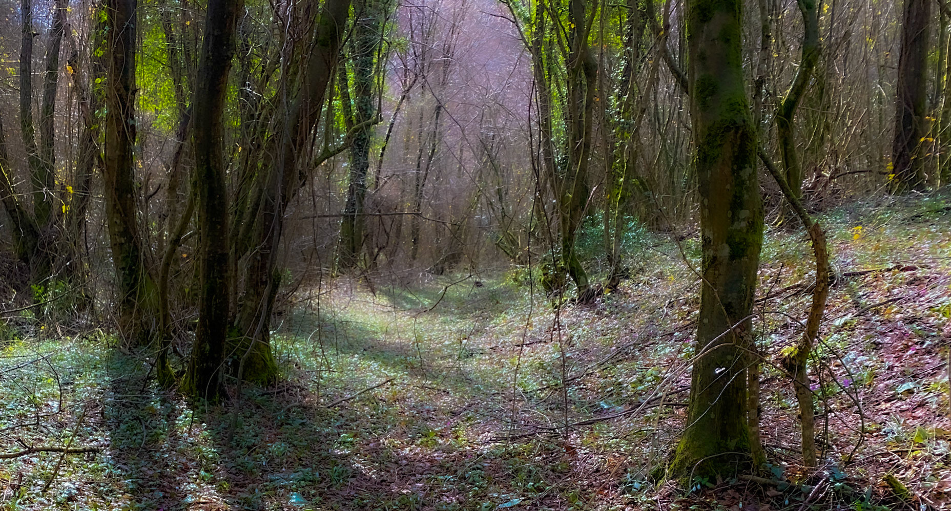 Polonezköy forests: green track