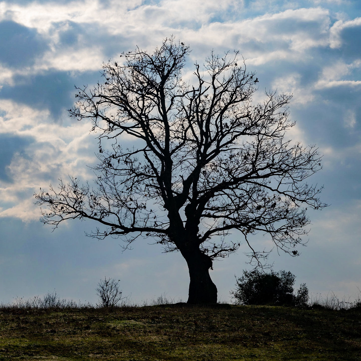Bozhane S hill: oak (I think)
