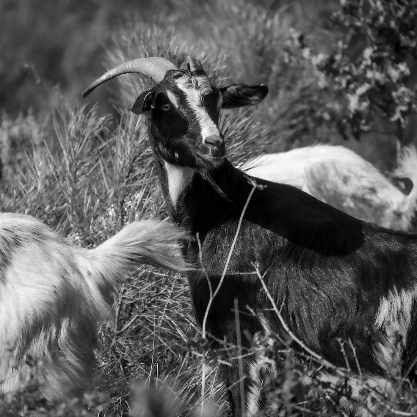 Yom crest: goats