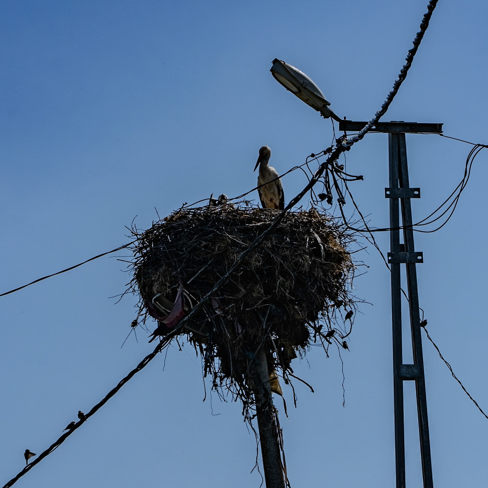 Sazlıbosna: stork and sparrows