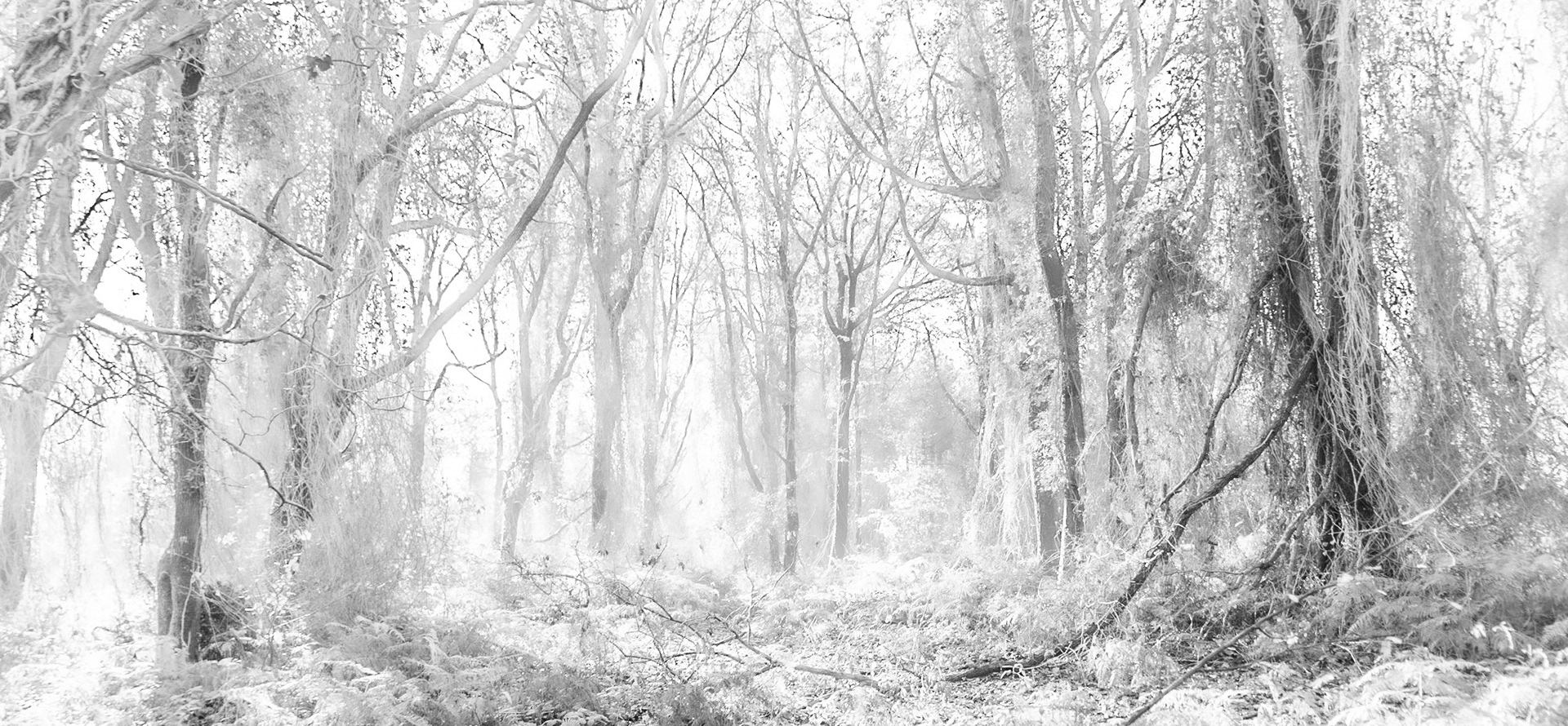 southern Belgrade forest: autumn woodland