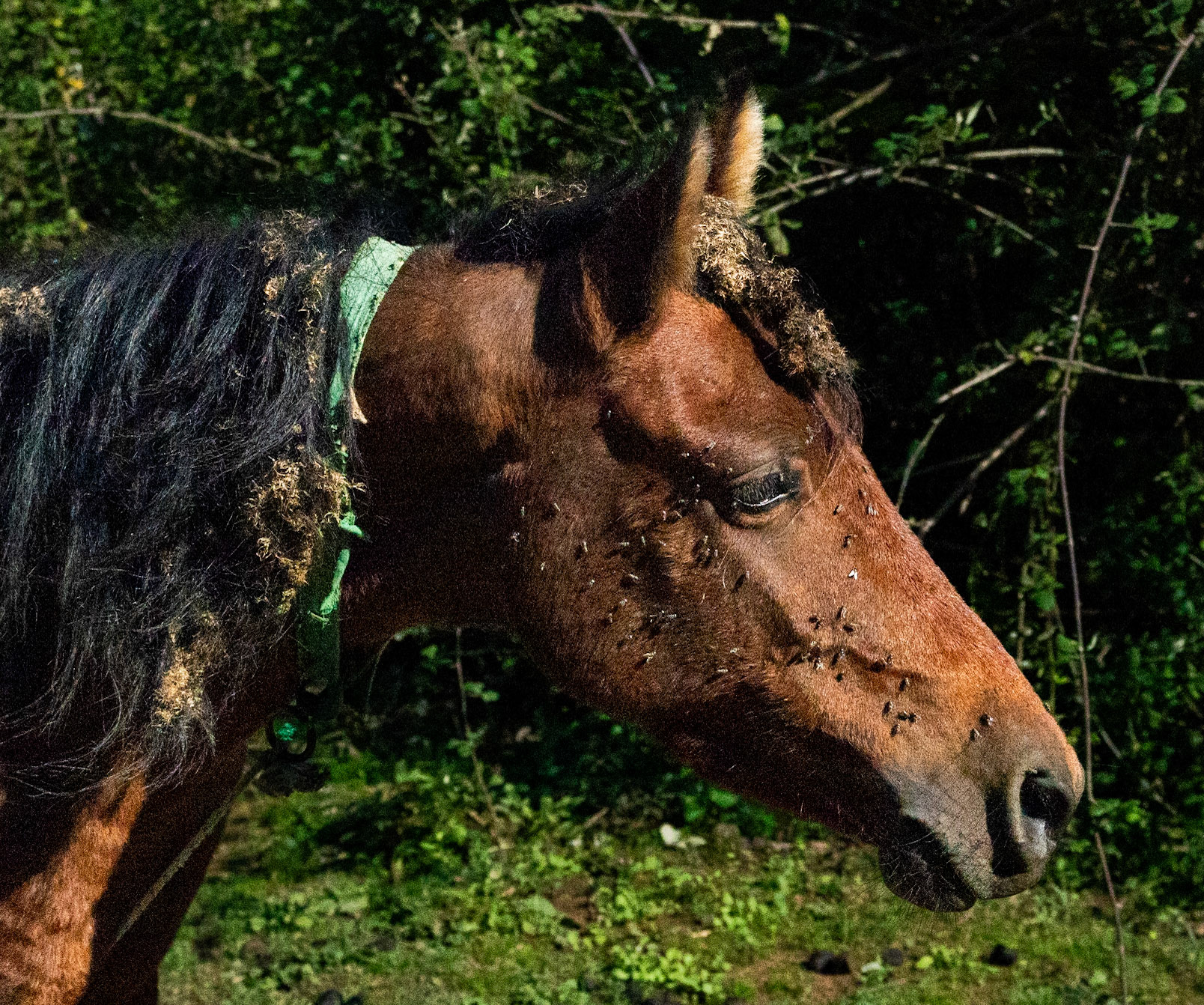 Mahmut Şevket Paşa northern hills: tethered horse beset by flies