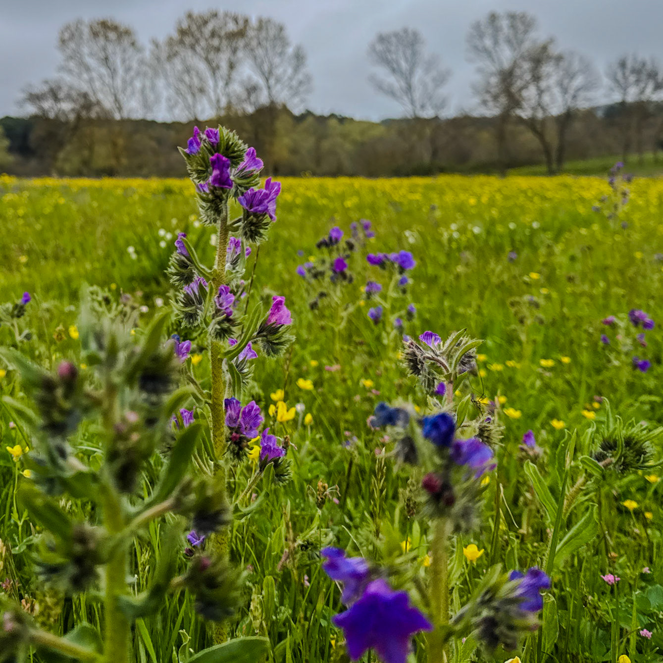 the first Sazlıdere flower meadow: purple flowers (vipers bugloss)