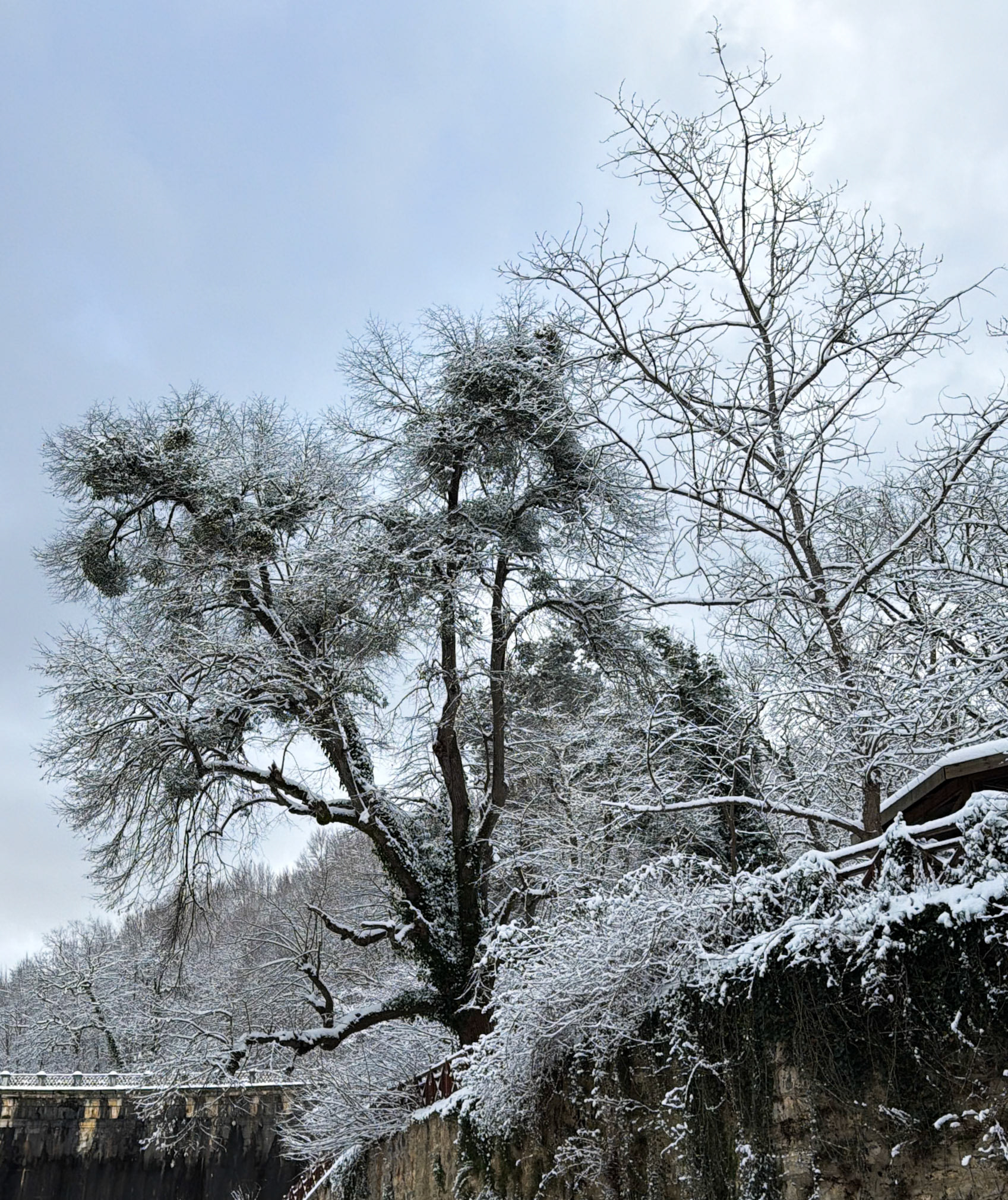 Valide Sultan Ottoman dam: wintry trees