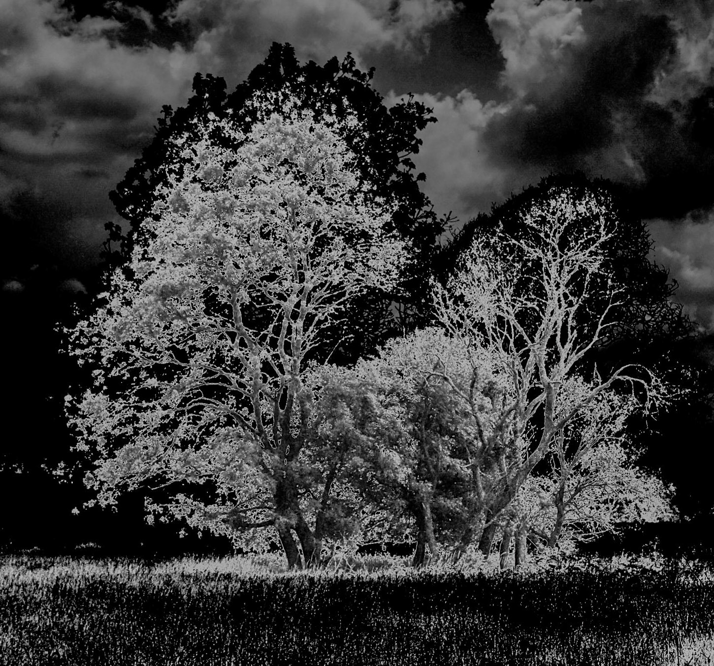 in the shallow Sazlıdere valley between Baklalı and Dursunköy: wild and dangerous trees