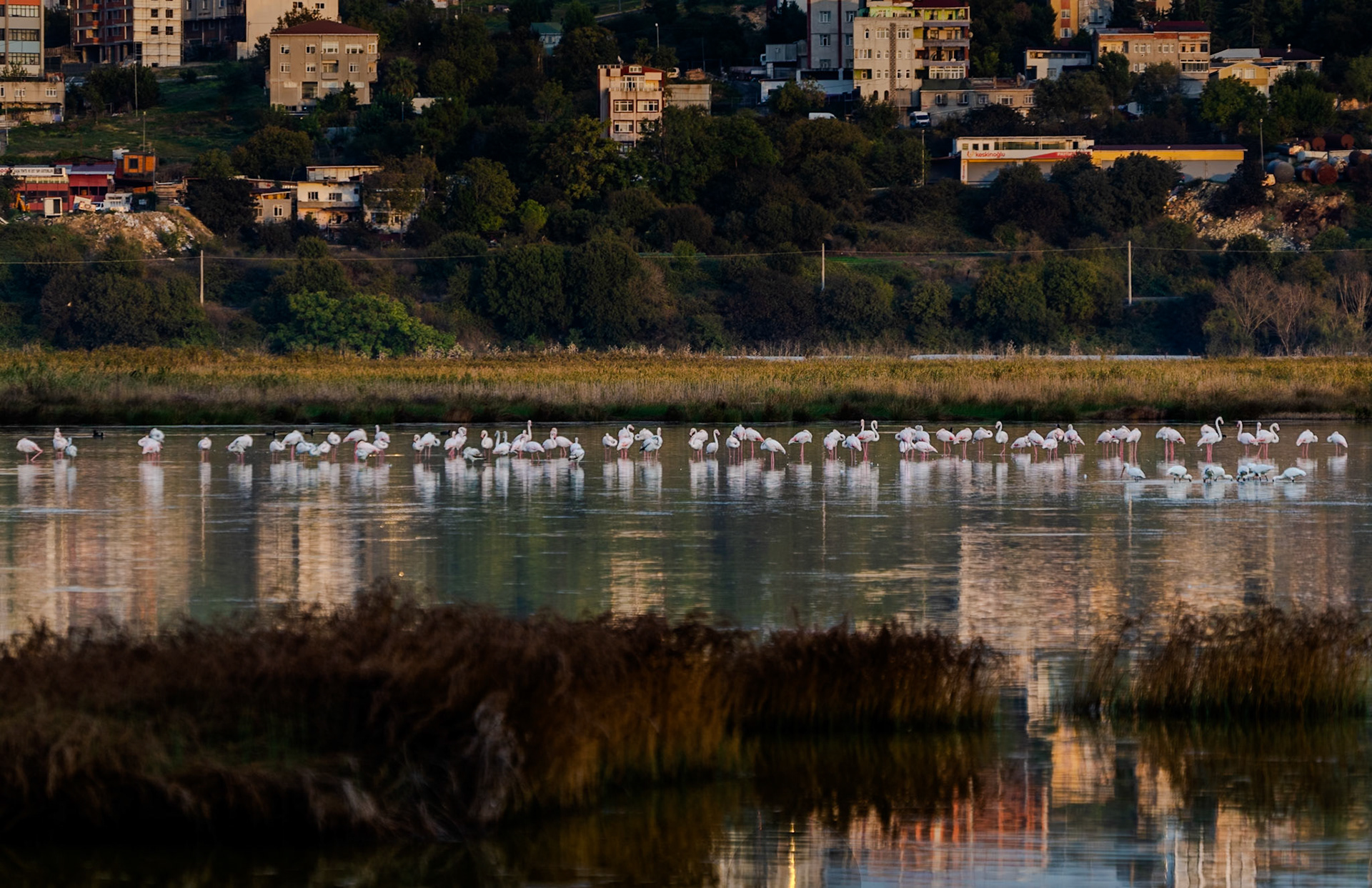 Küçükçekmece northwestern marsh: a flock of flamingos