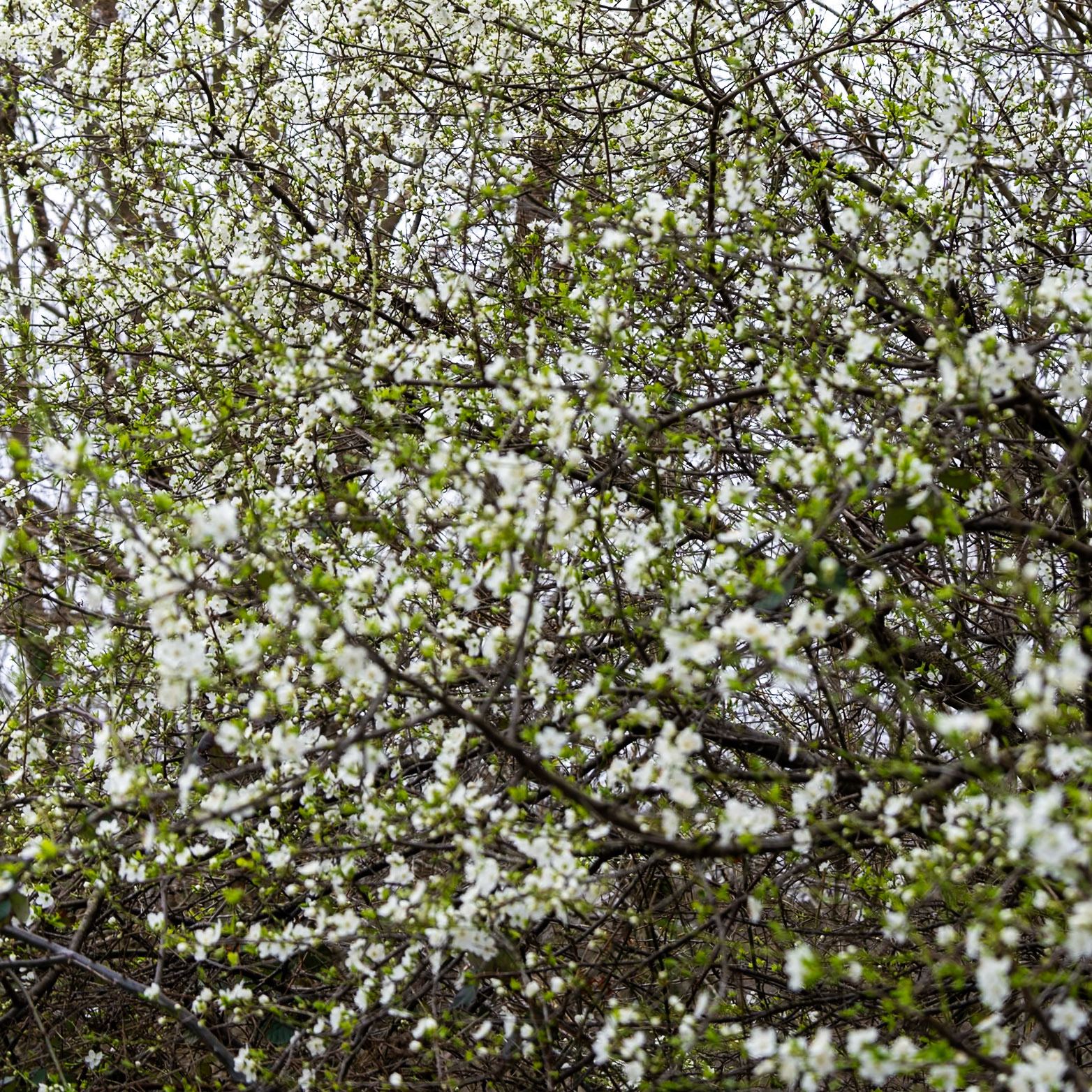 Dolap hill: blossom