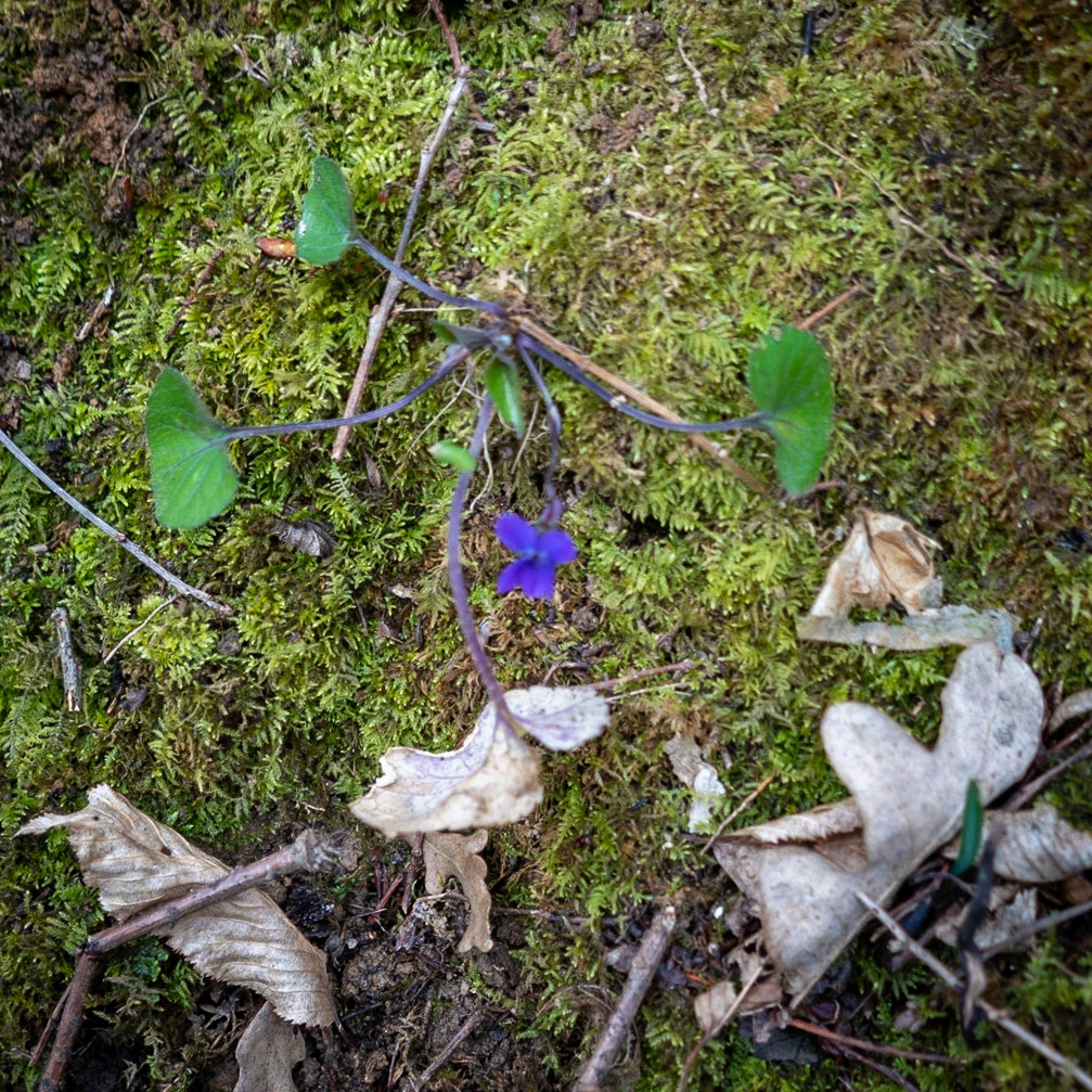 Polonezköy forests: violet (I think)