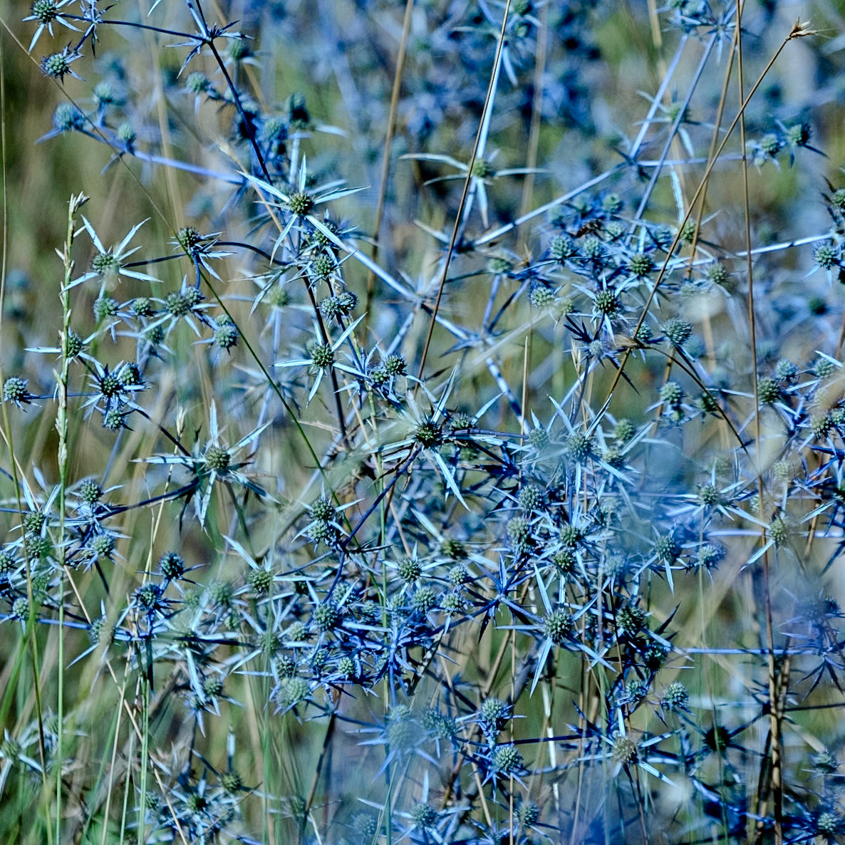 Köseler: blue thistles