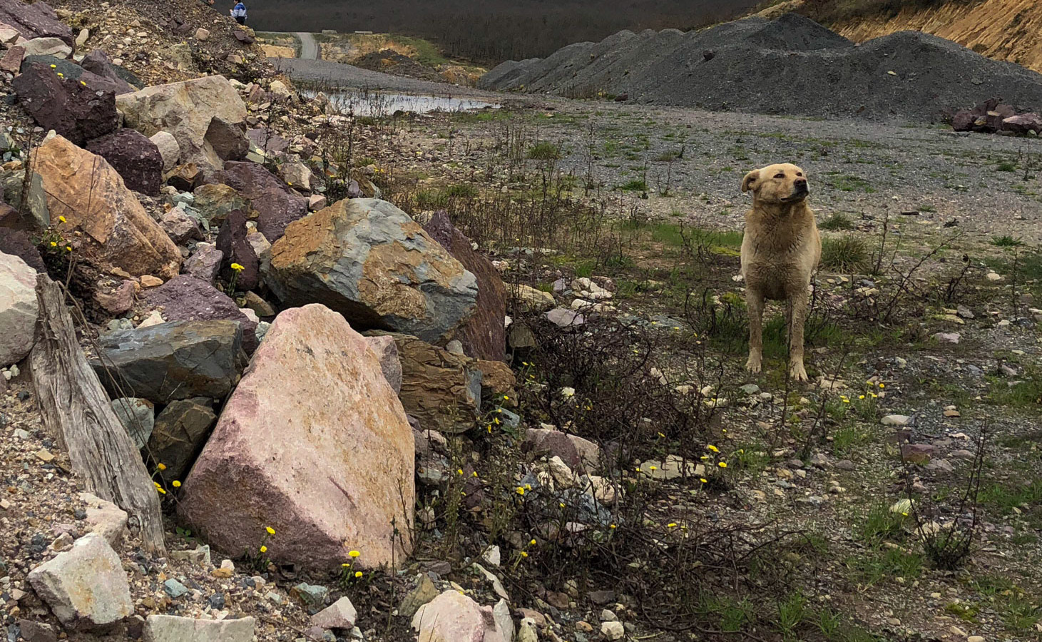 one of our day-dogs just before crossing under the motorway