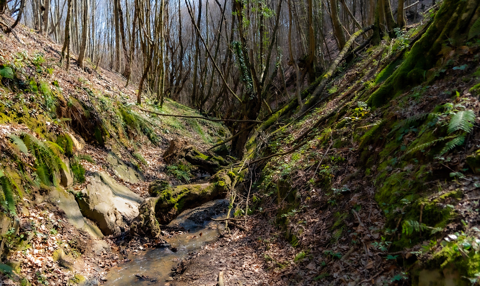 Zerzevat stream valley: old trees