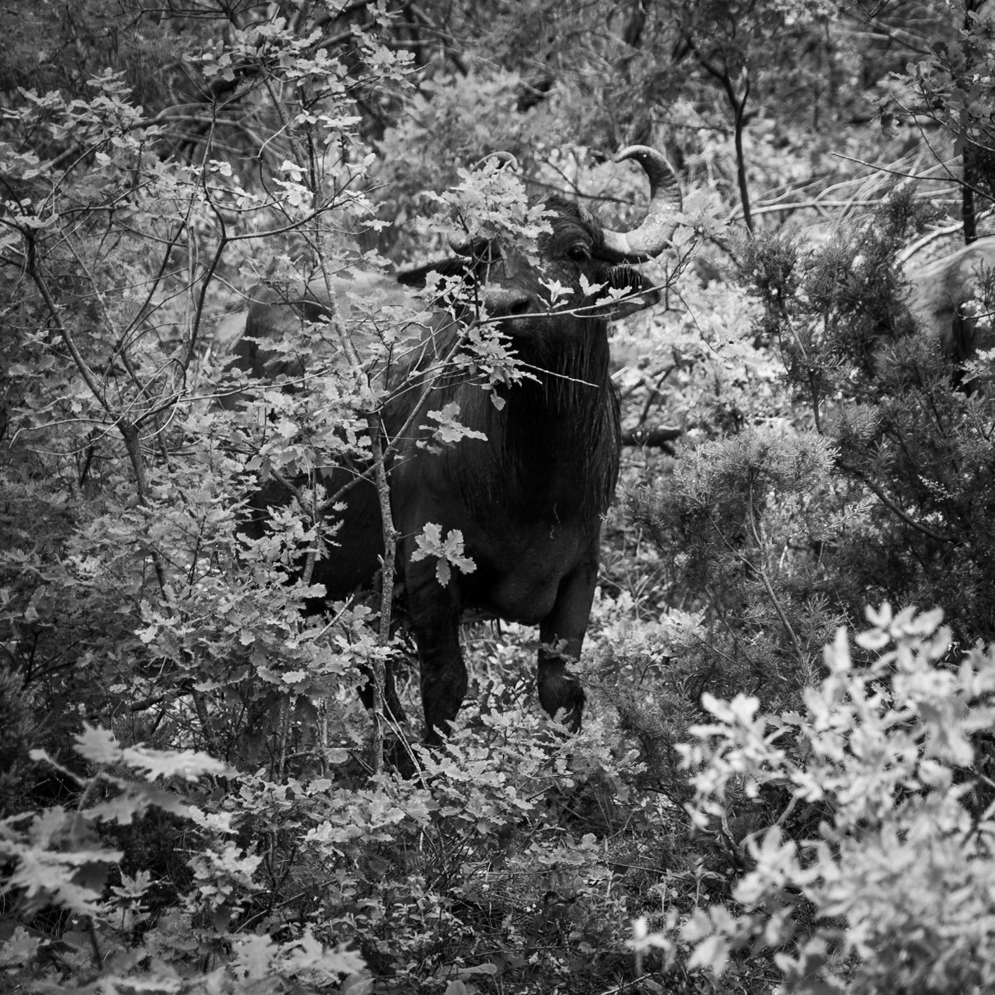 west of the northeastern Sazlıdere flower meadow: a water buffalo in the woods